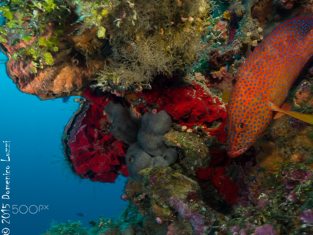 Olympus PEN E-PL5 + OLYMPUS M.9-18mm F4.0-5.6 sample photo. Reef colourful life photography