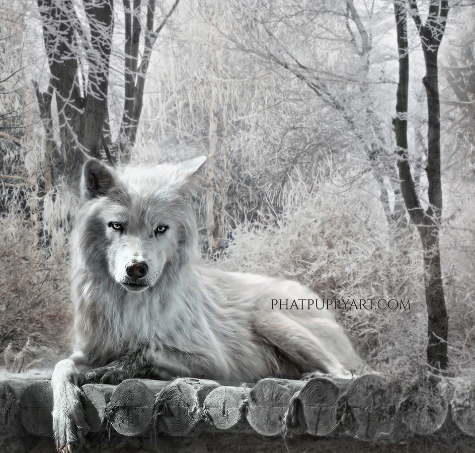 Nikon AF-S Nikkor 200-400mm F4G ED-IF VR sample photo. Winter wolf photography