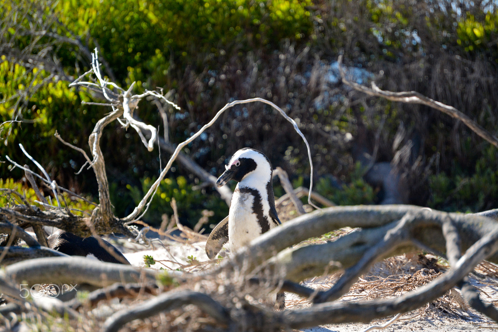 AF Zoom-Nikkor 24-50mm f/3.3-4.5 sample photo. Breeding penguin photography