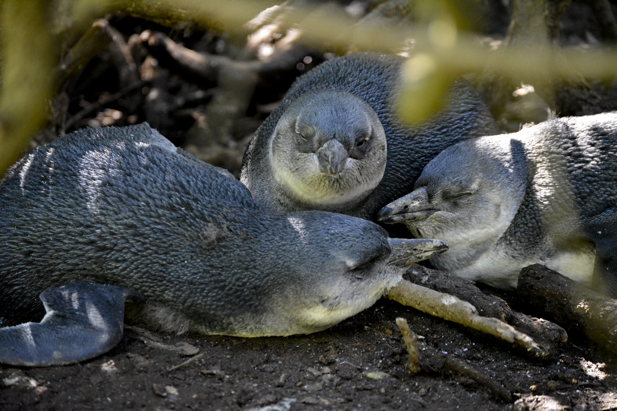 Nikon D5200 + AF Zoom-Nikkor 35-70mm f/2.8 sample photo. Three young penguins photography