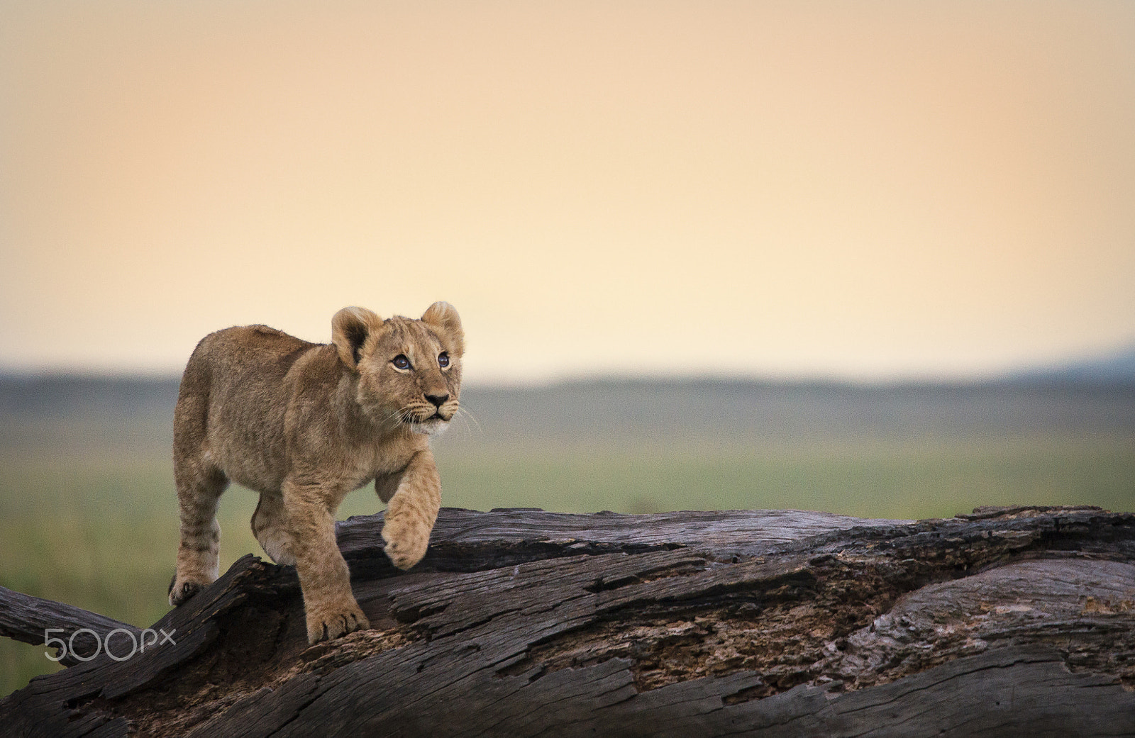 Sigma 150-500mm F5-6.3 DG OS HSM sample photo. Kenya - lion cub ii photography