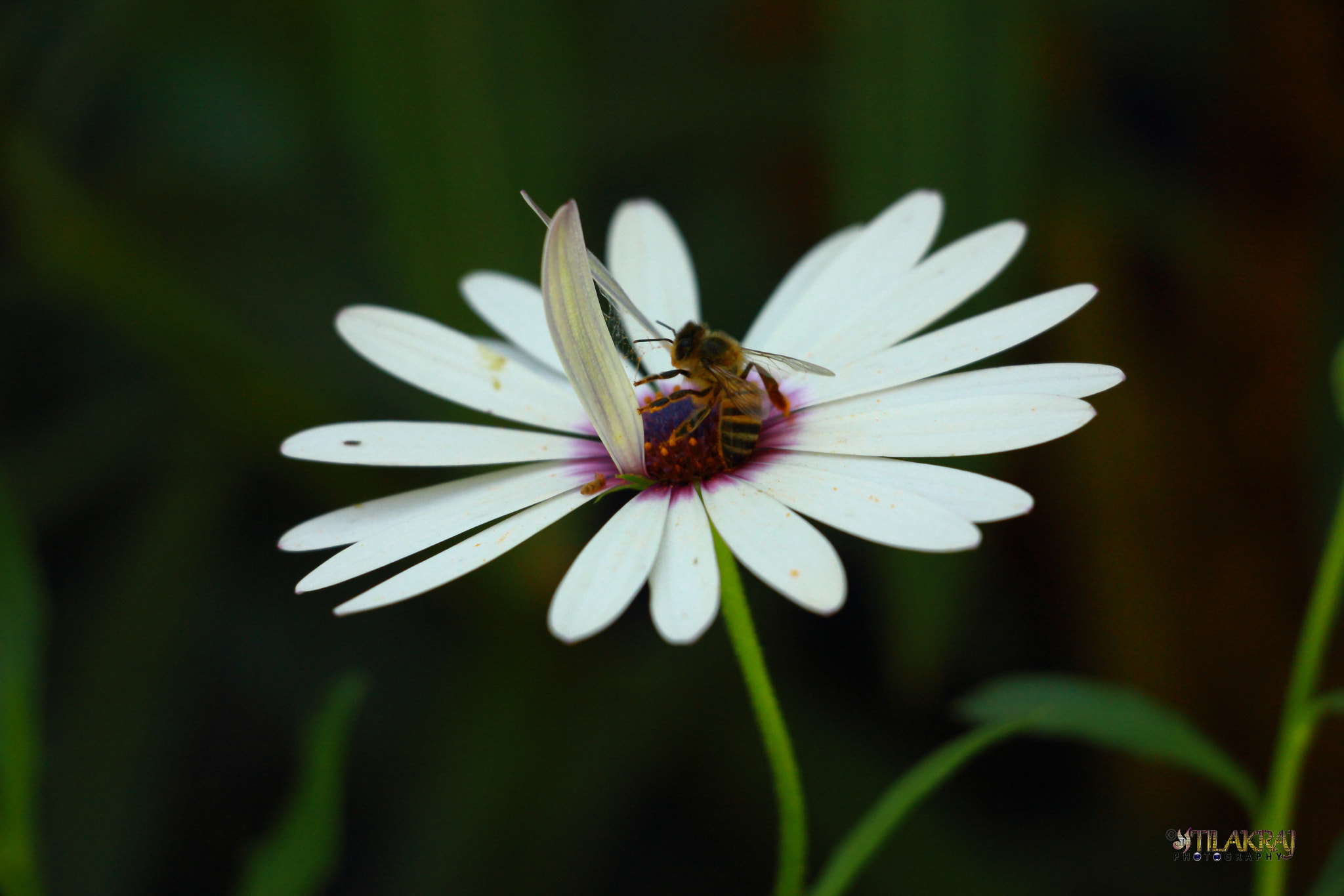 Canon EF-S 18-135mm F3.5-5.6 IS STM sample photo. Honeybee photography