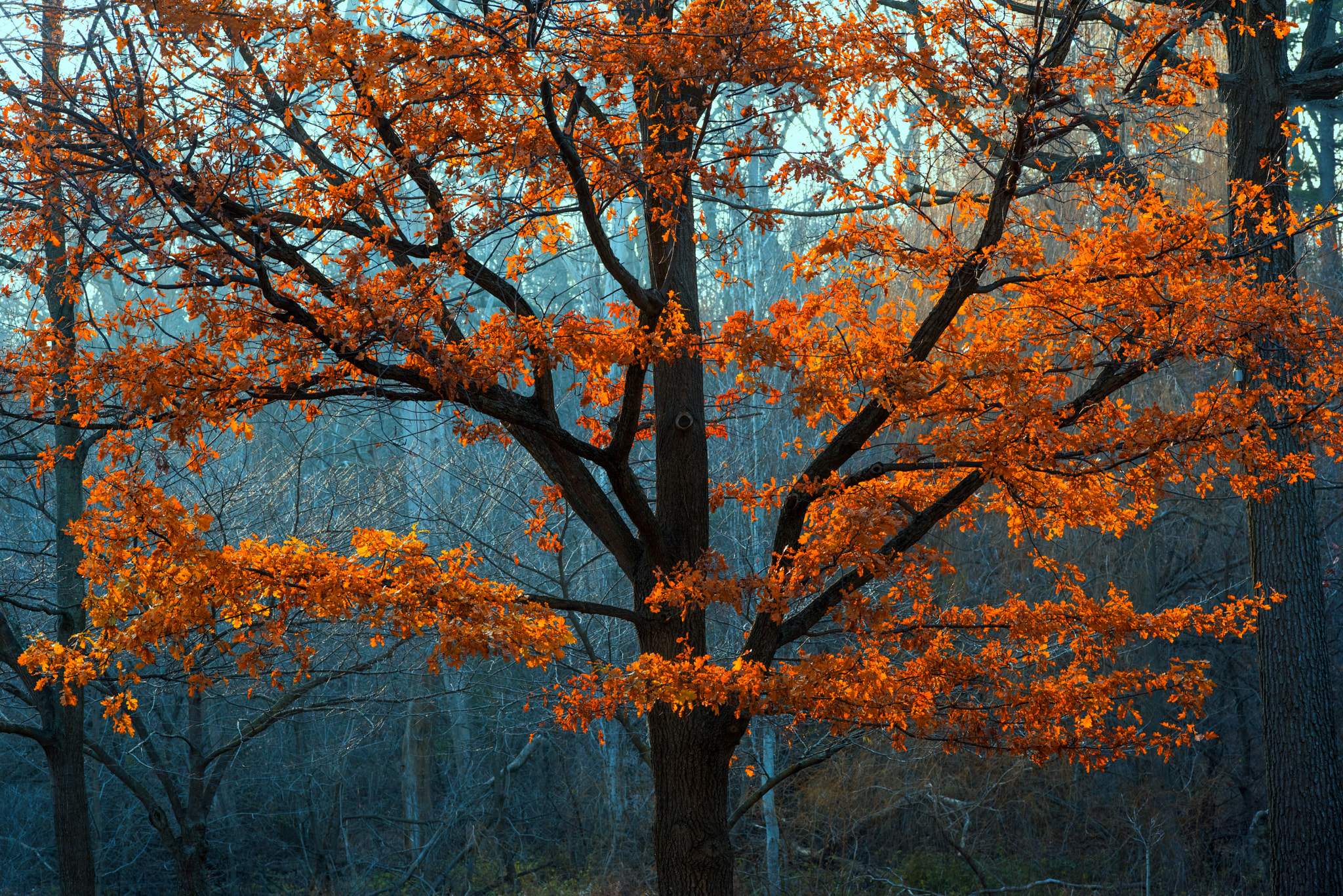 ZEISS Makro-Planar T* 100mm F2 sample photo. Tree of life photography
