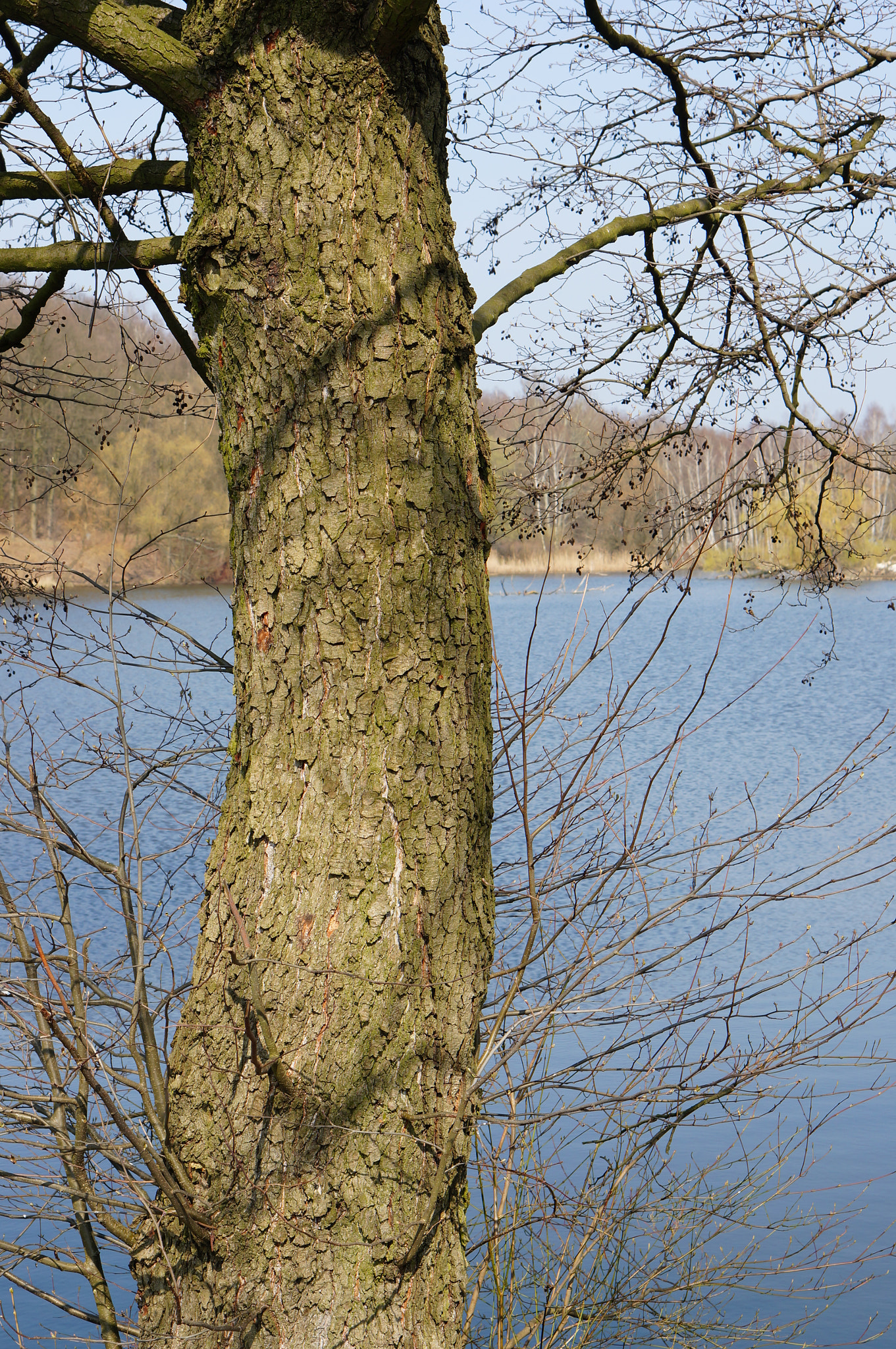 Sony Alpha NEX-6 + Sony E 50mm F1.8 OSS sample photo. Tree and water photography