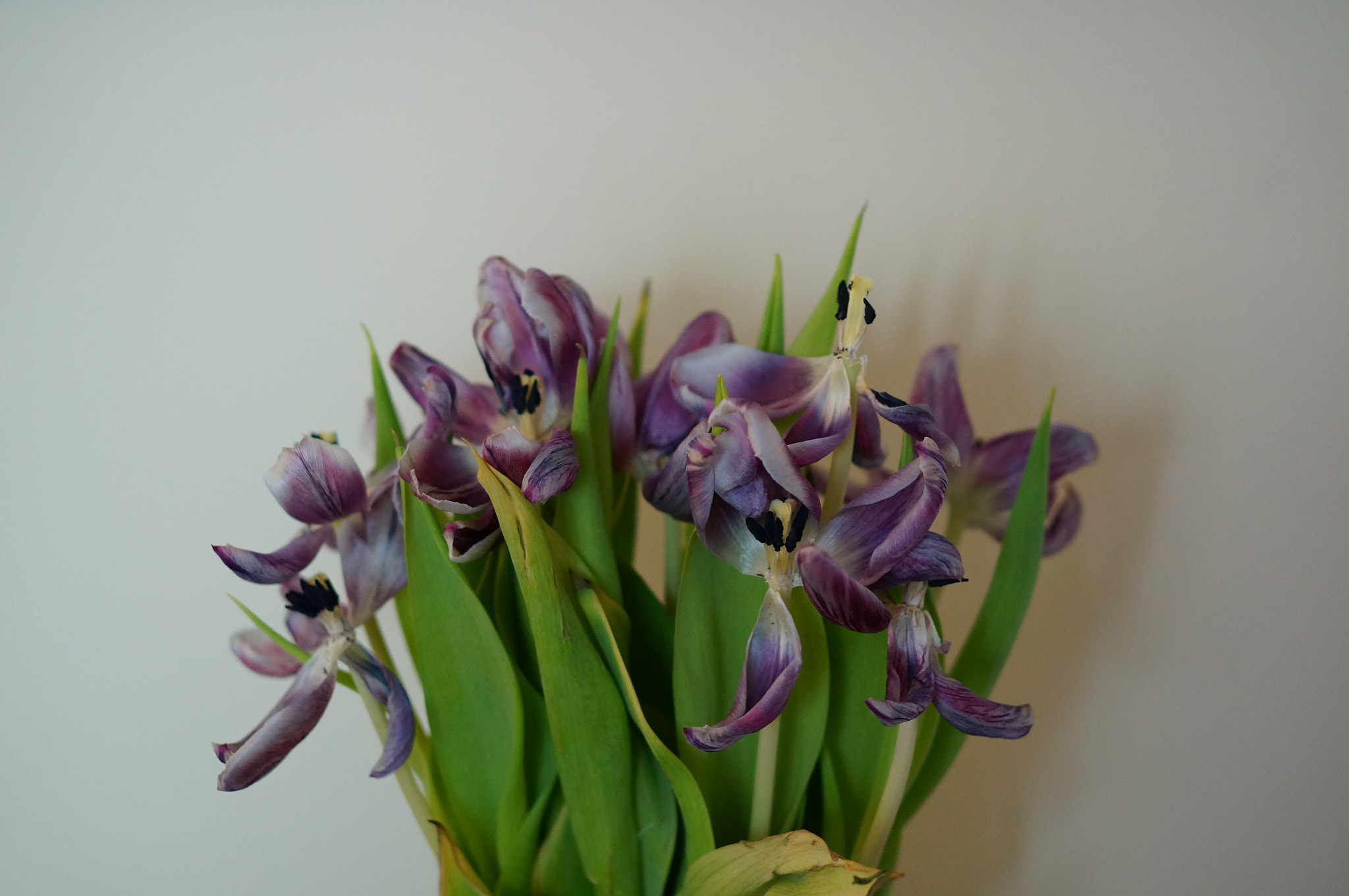 Sony Alpha NEX-6 + Sony E 50mm F1.8 OSS sample photo. Dead tulips photography