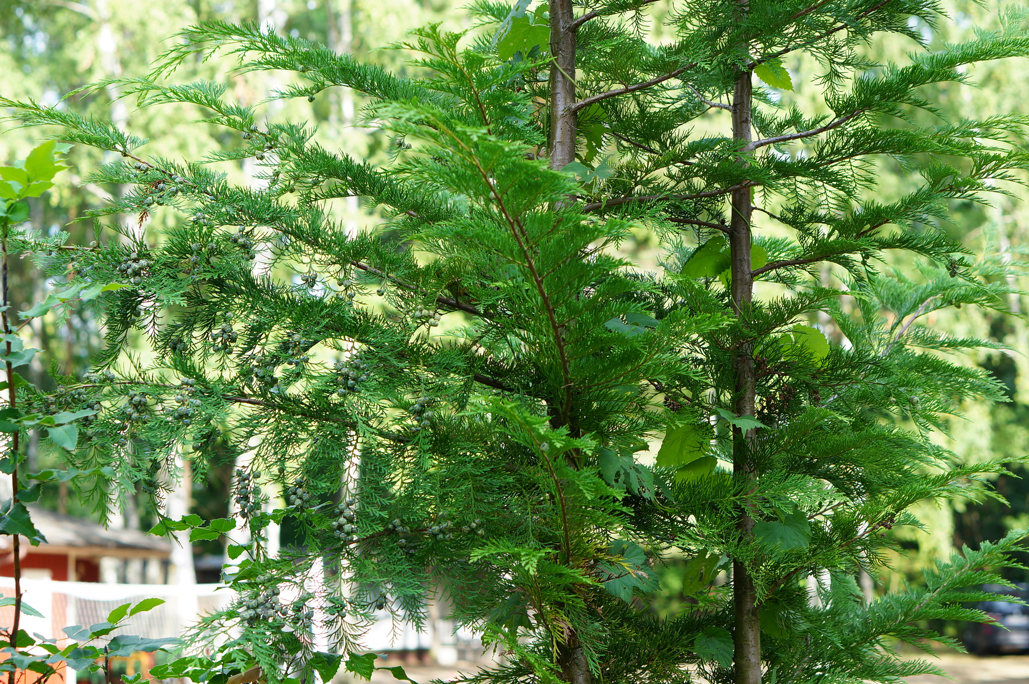 Sony Alpha NEX-6 + Sony E 50mm F1.8 OSS sample photo. Green tree photography