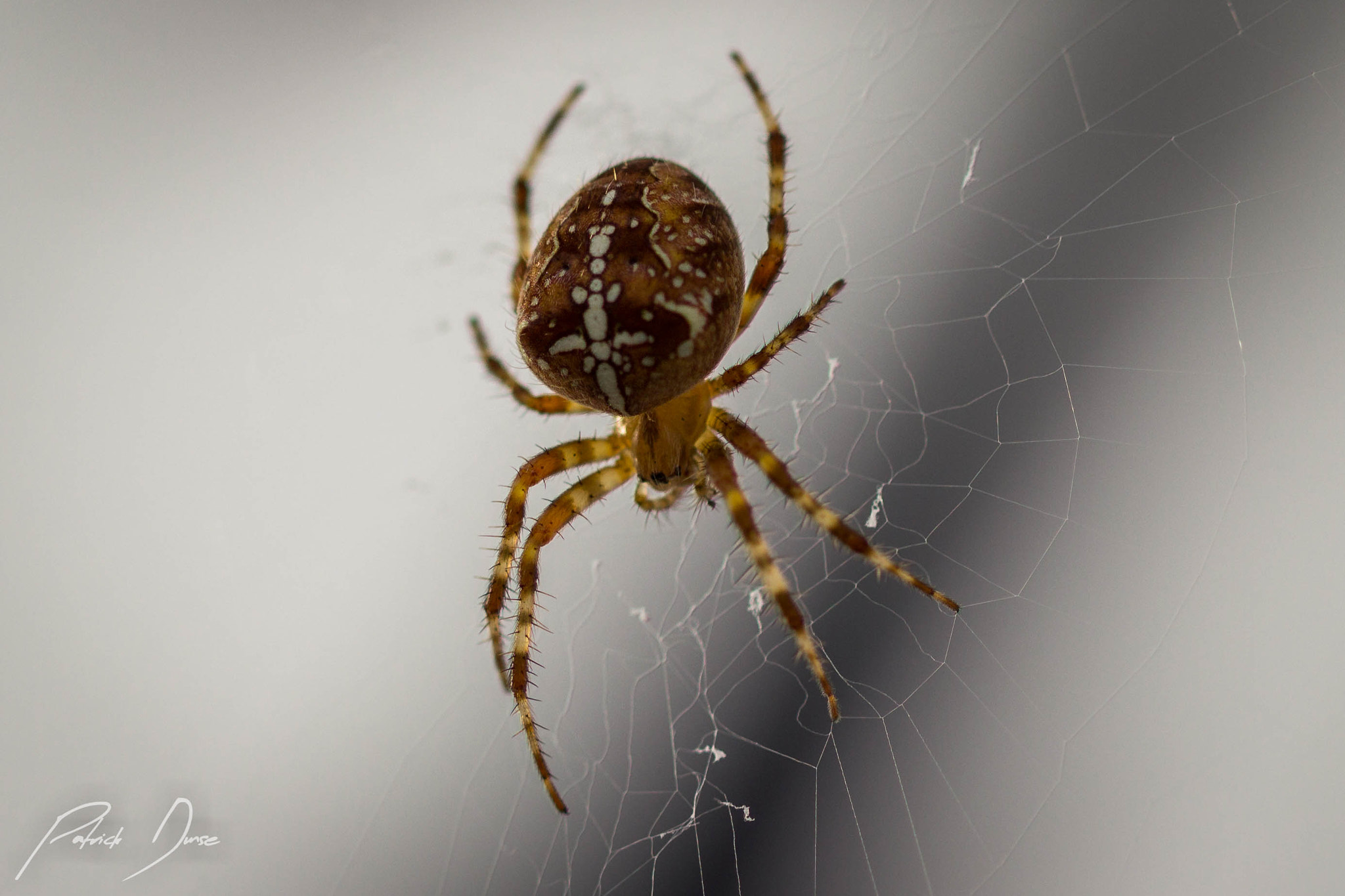 Canon EOS 600D (Rebel EOS T3i / EOS Kiss X5) + Canon EF 100mm F2.8 Macro USM sample photo. Spider photography