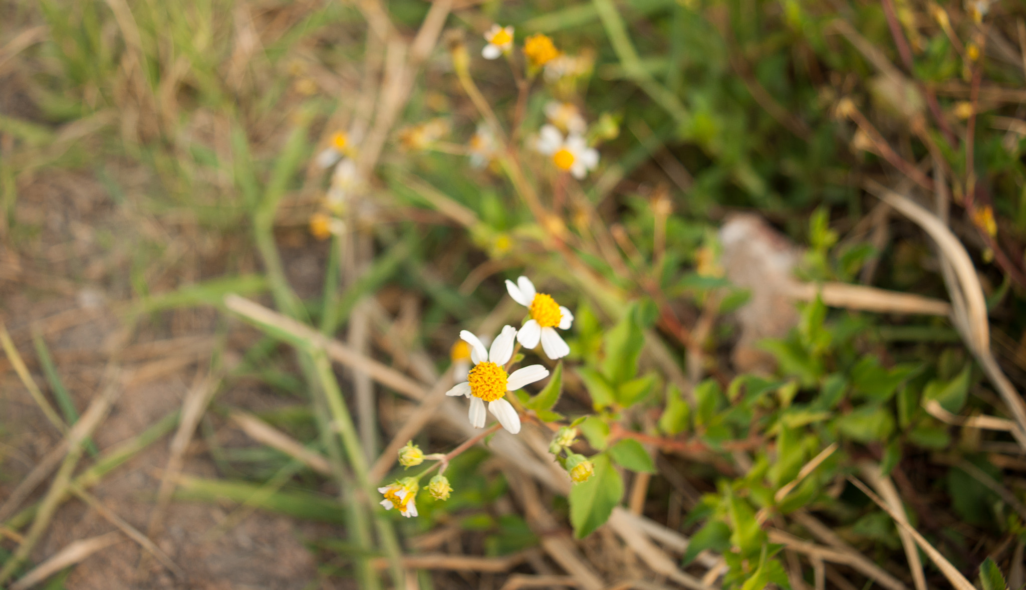 Nikon D200 sample photo. Small flowers photography