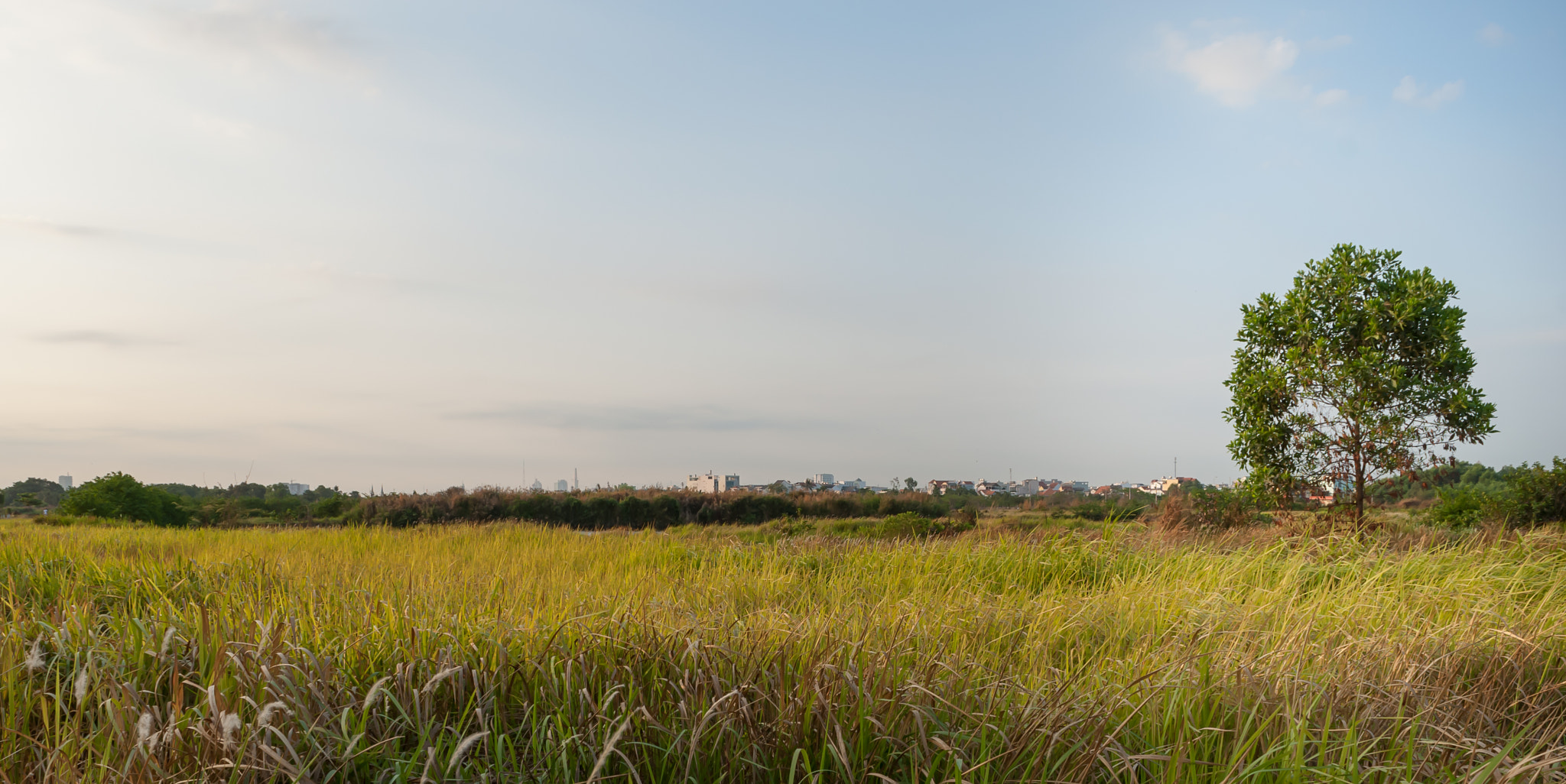 Nikon D200 sample photo. Tree and the field photography