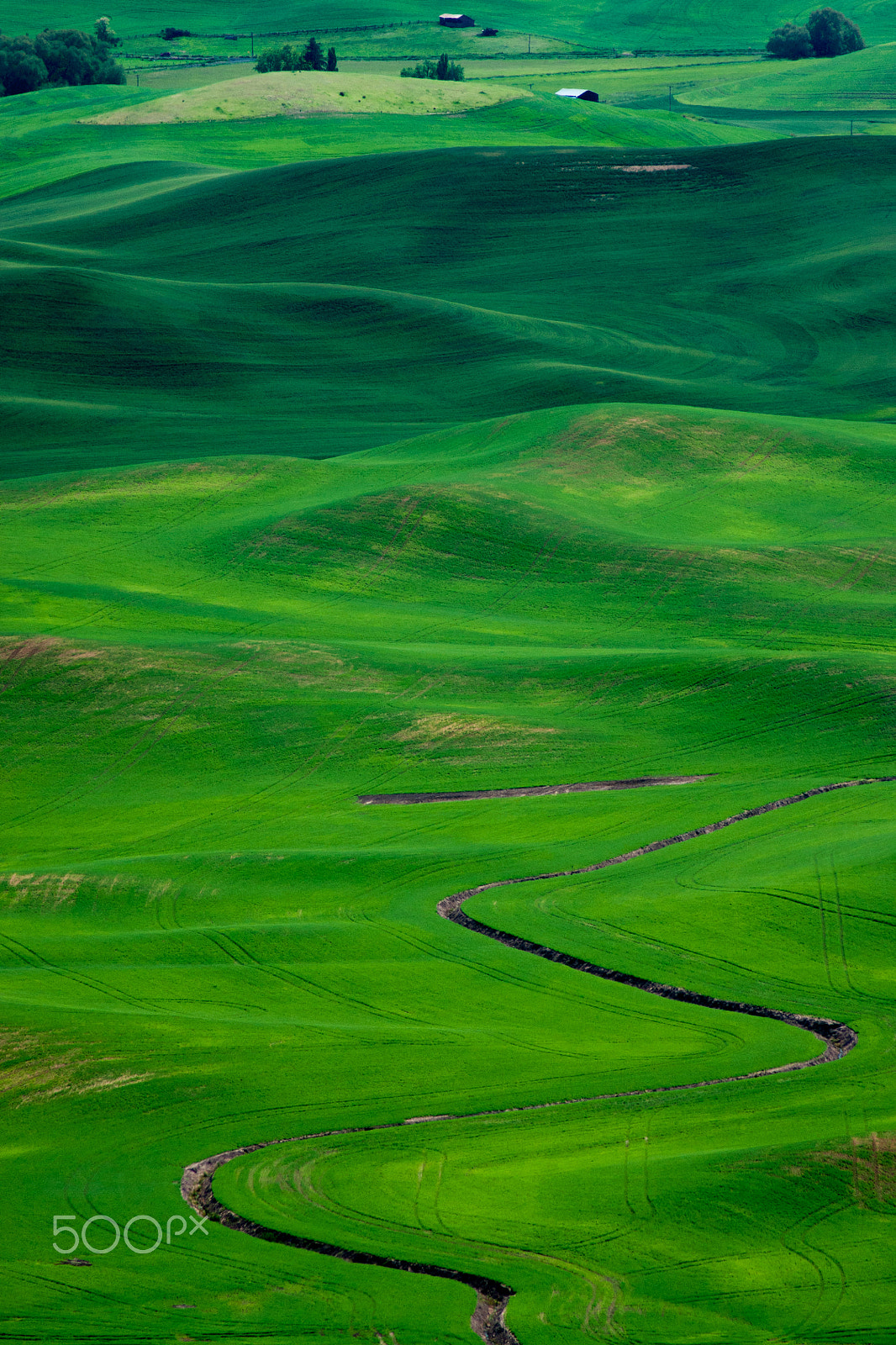 Sony Alpha DSLR-A700 + Tamron AF 70-300mm F4-5.6 Di LD Macro sample photo. Greens of evergreen state photography