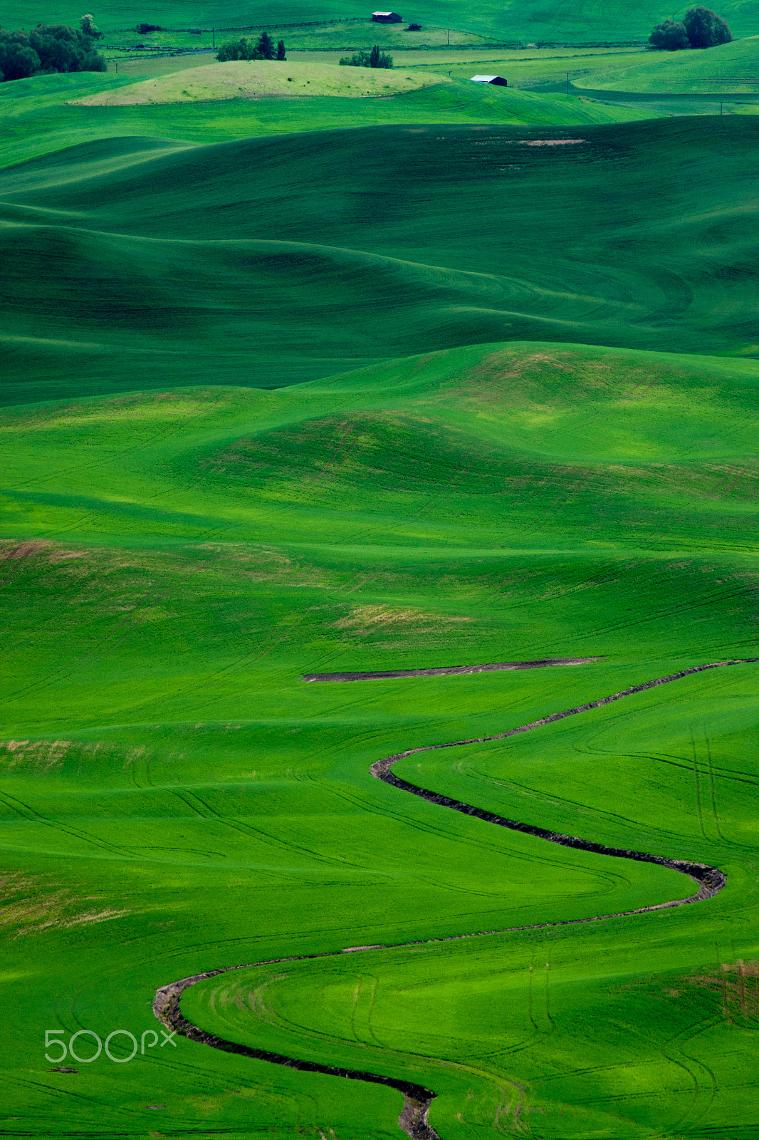 Tamron AF 70-300mm F4-5.6 Di LD Macro sample photo. Greens of evergreen state photography