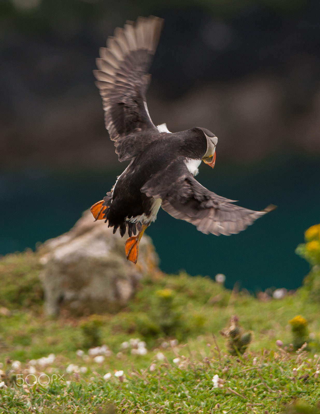 Sigma 150-500mm F5-6.3 DG OS HSM sample photo. Puffin skomer photography