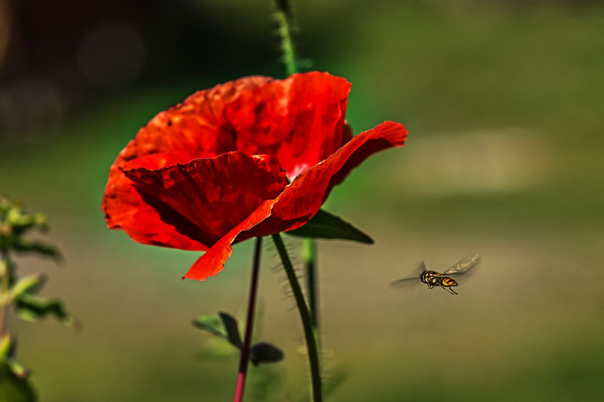 Canon EOS 70D + Sigma 105mm F2.8 EX DG Macro sample photo. Flower and bee photography