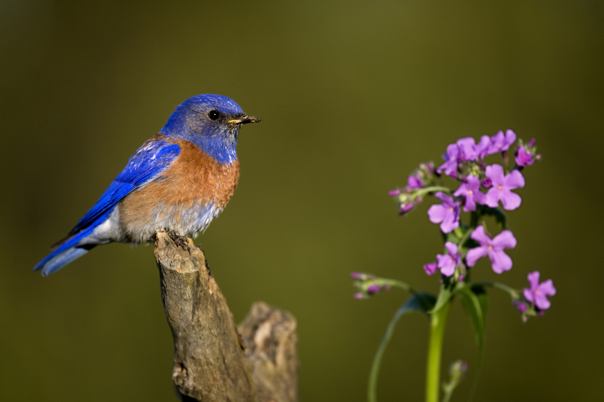 Canon EOS-1D Mark II N sample photo. Western bluebird male. photography