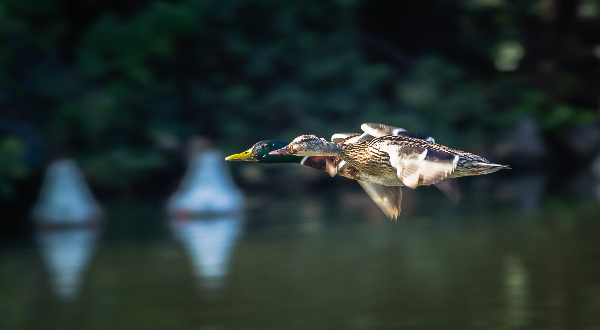 Canon EOS-1D Mark IV + Canon EF 400mm F5.6L USM sample photo. Duck races photography