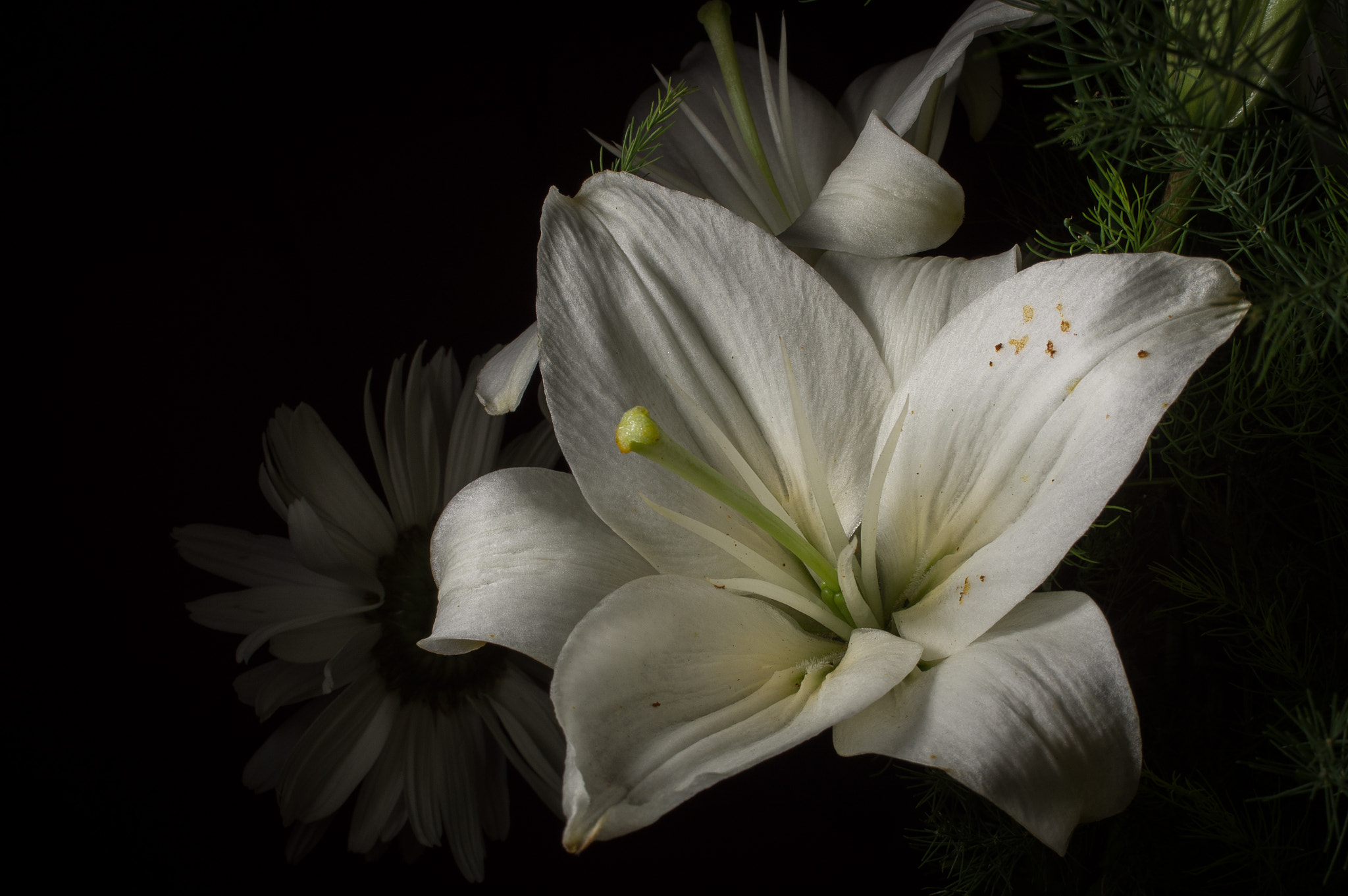 Sony SLT-A55 (SLT-A55V) + Minolta AF 24mm F2.8 sample photo. Flowers photography