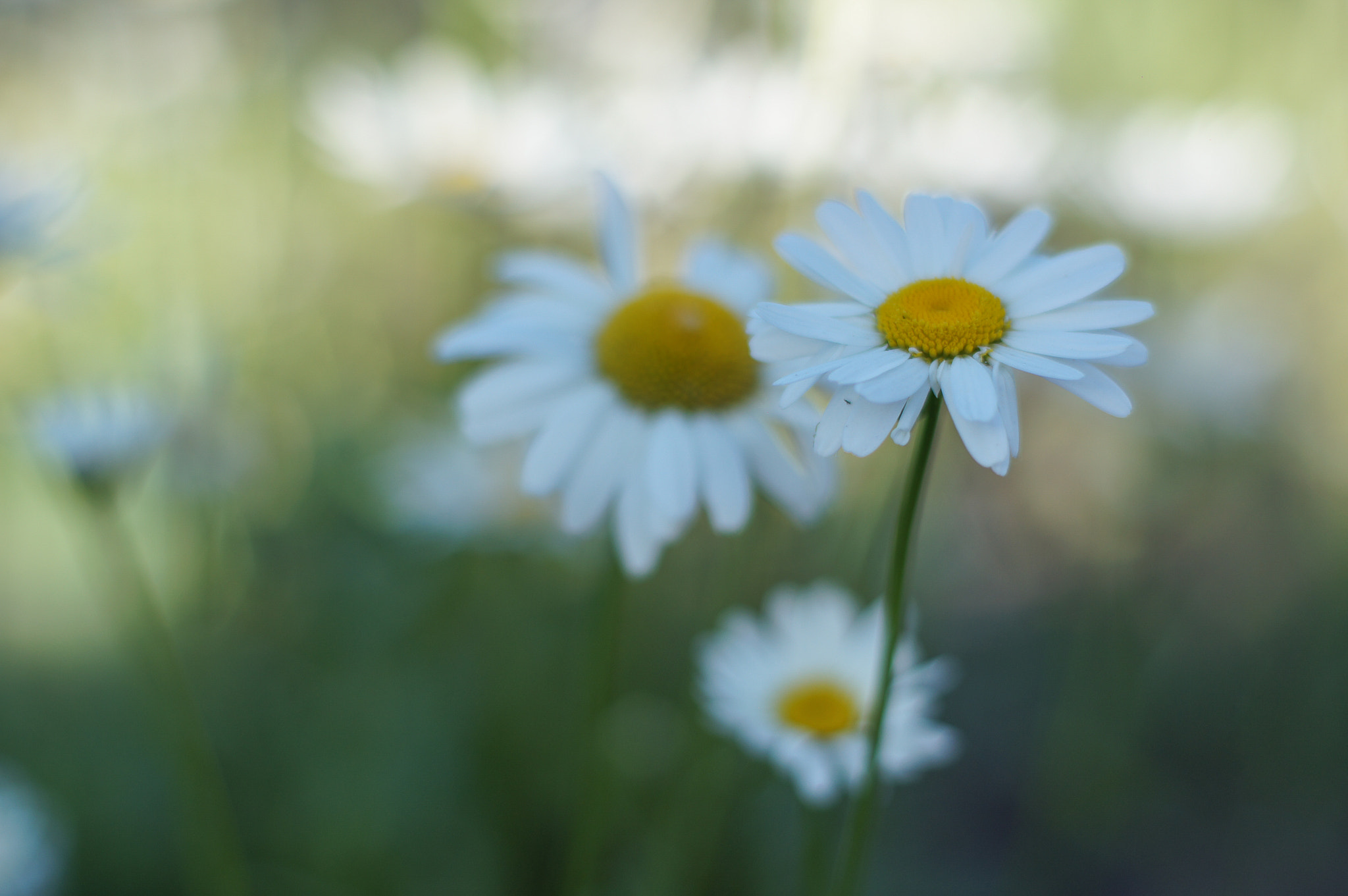 Sony SLT-A55 (SLT-A55V) + Minolta AF 50mm F1.4 [New] sample photo. Flowers photography
