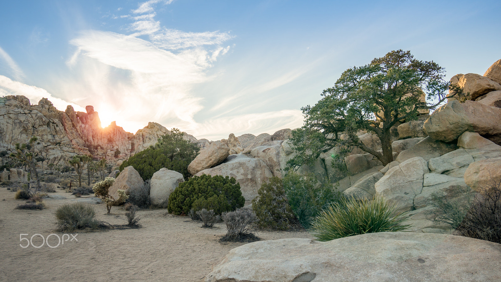 Sony a6000 + Sony Vario-Tessar T* FE 16-35mm F4 ZA OSS sample photo. Tree of life photography