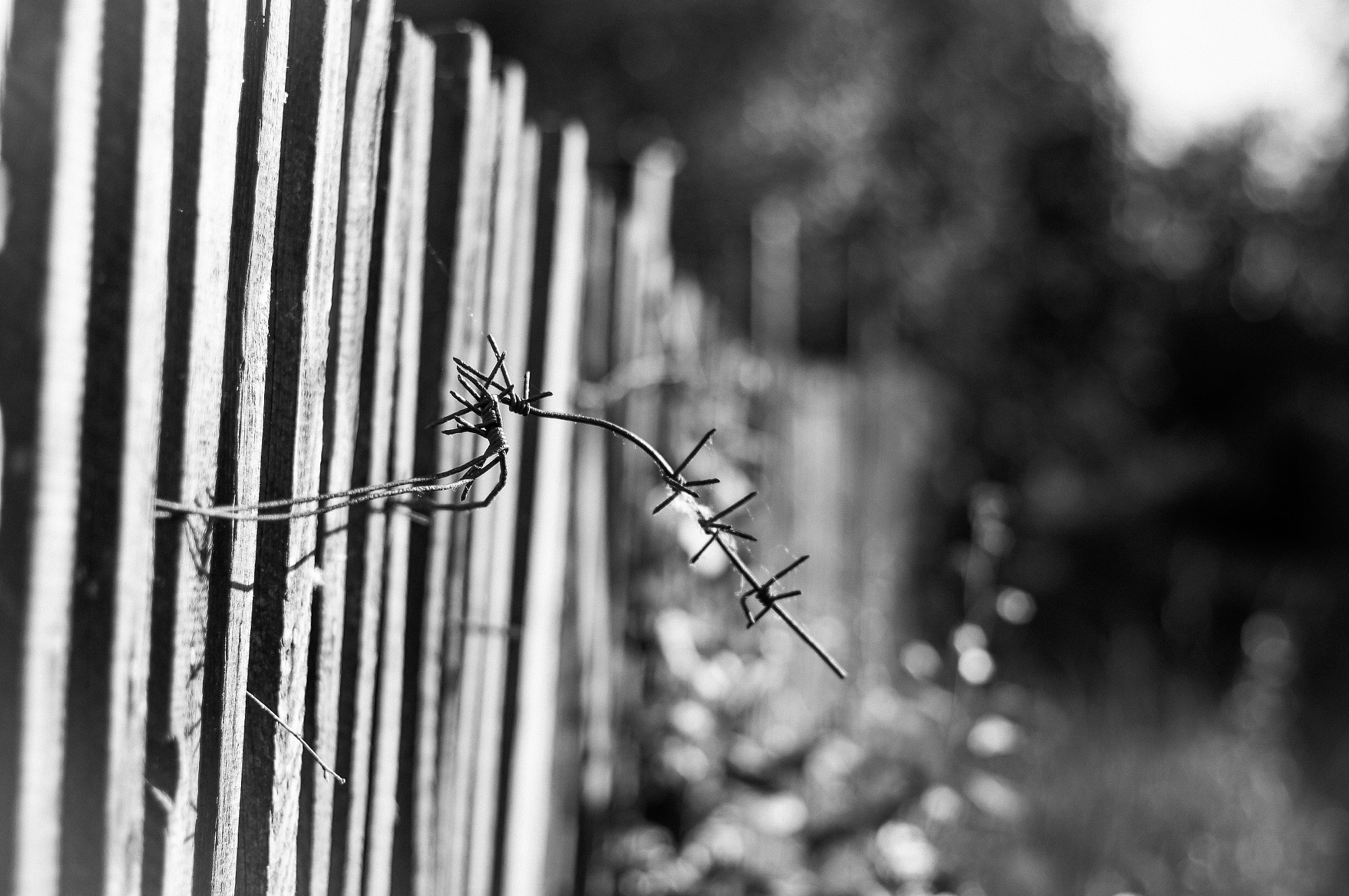 Minolta AF 50mm F1.4 [New] sample photo