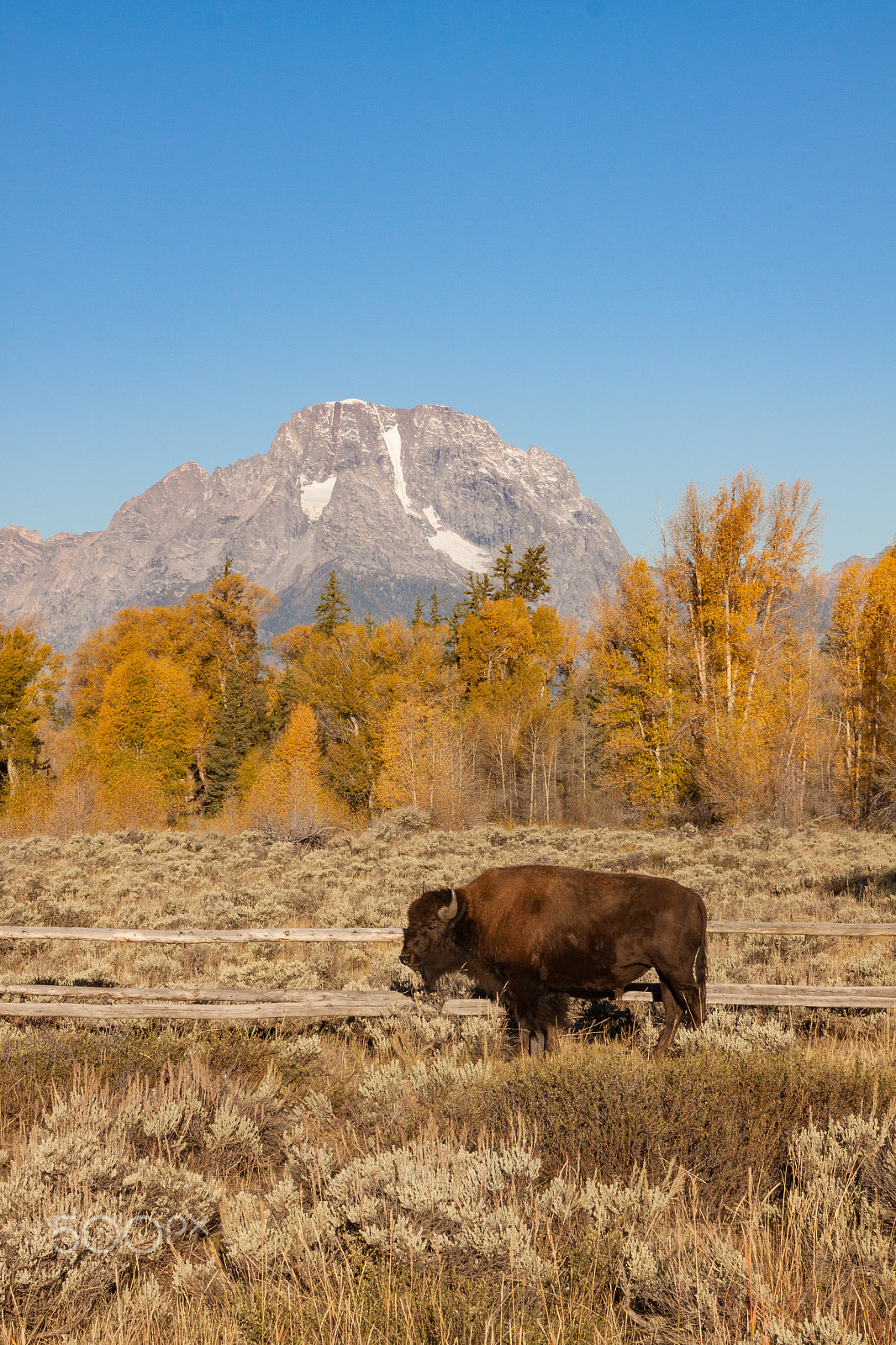 Canon EOS 50D + EF28-70mm f/2.8L USM sample photo. Bison and tetons in fall photography