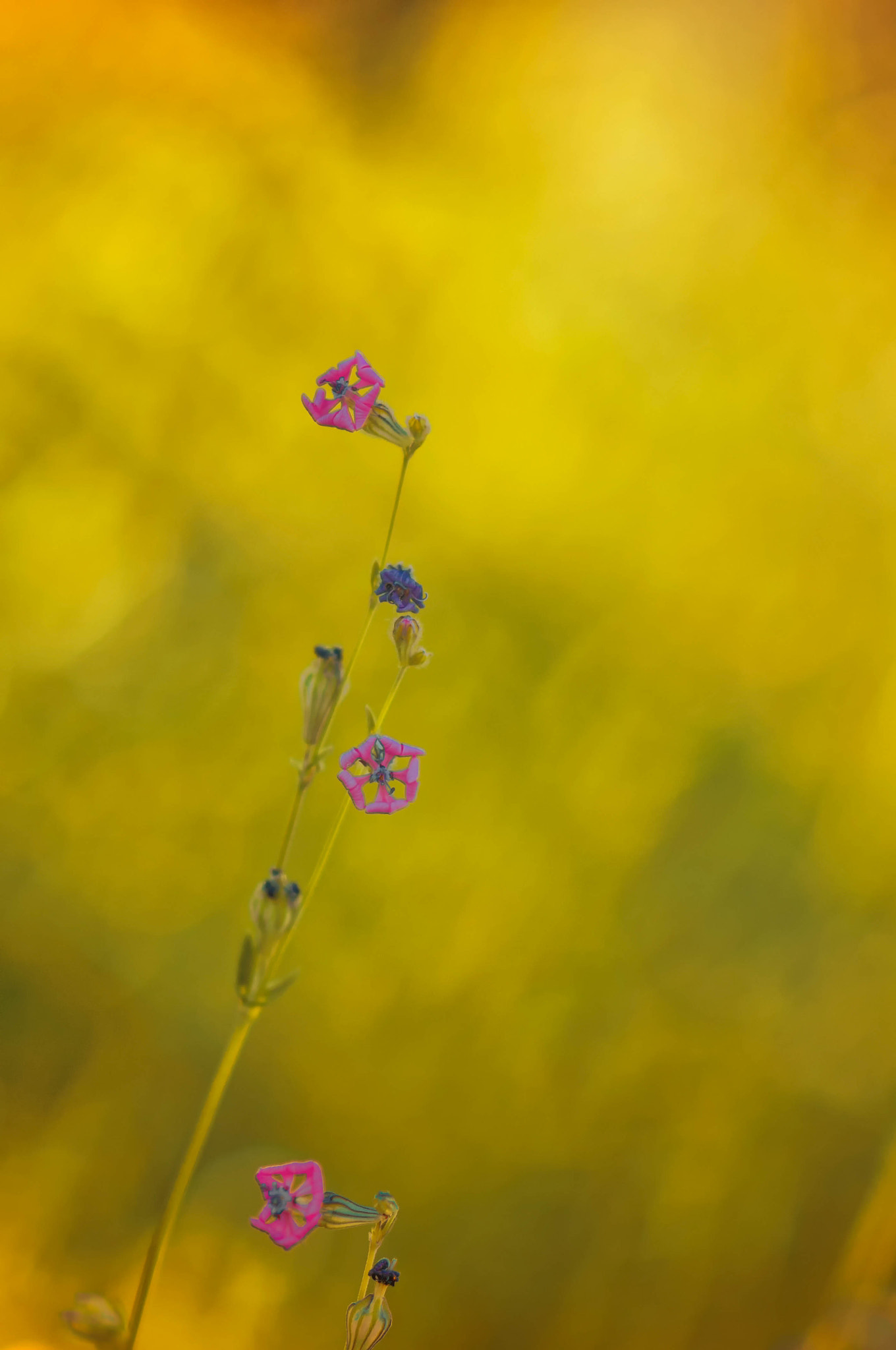 AF DC-Nikkor 135mm f/2D sample photo. ...... photography