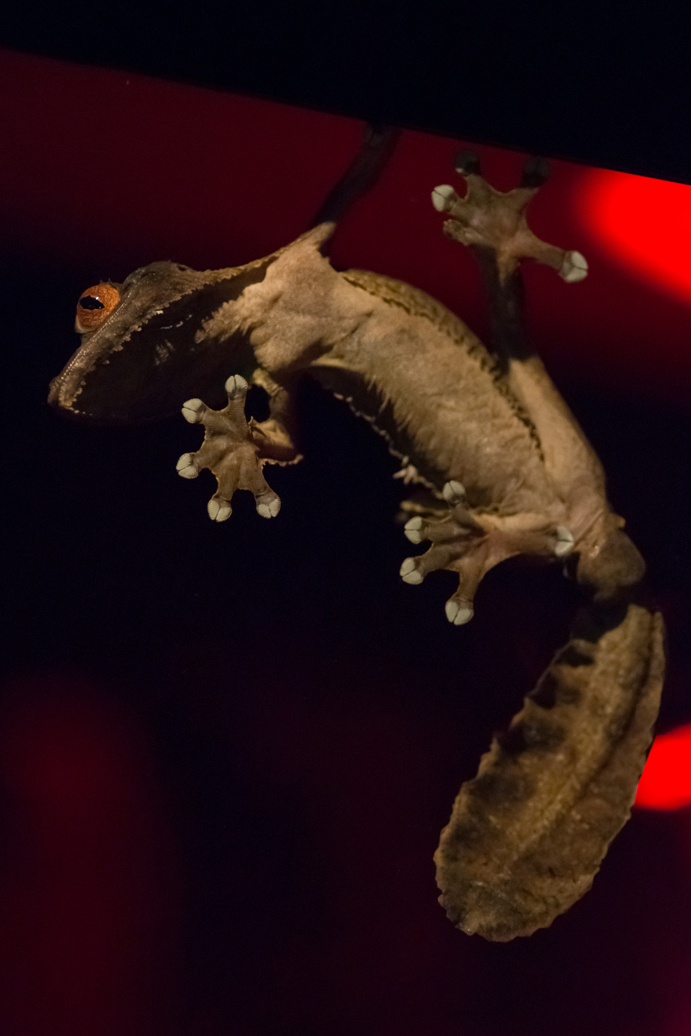 Nikon D800E + Nikon AF Nikkor 180mm F2.8D ED-IF sample photo. Gecko @ moody garden photography