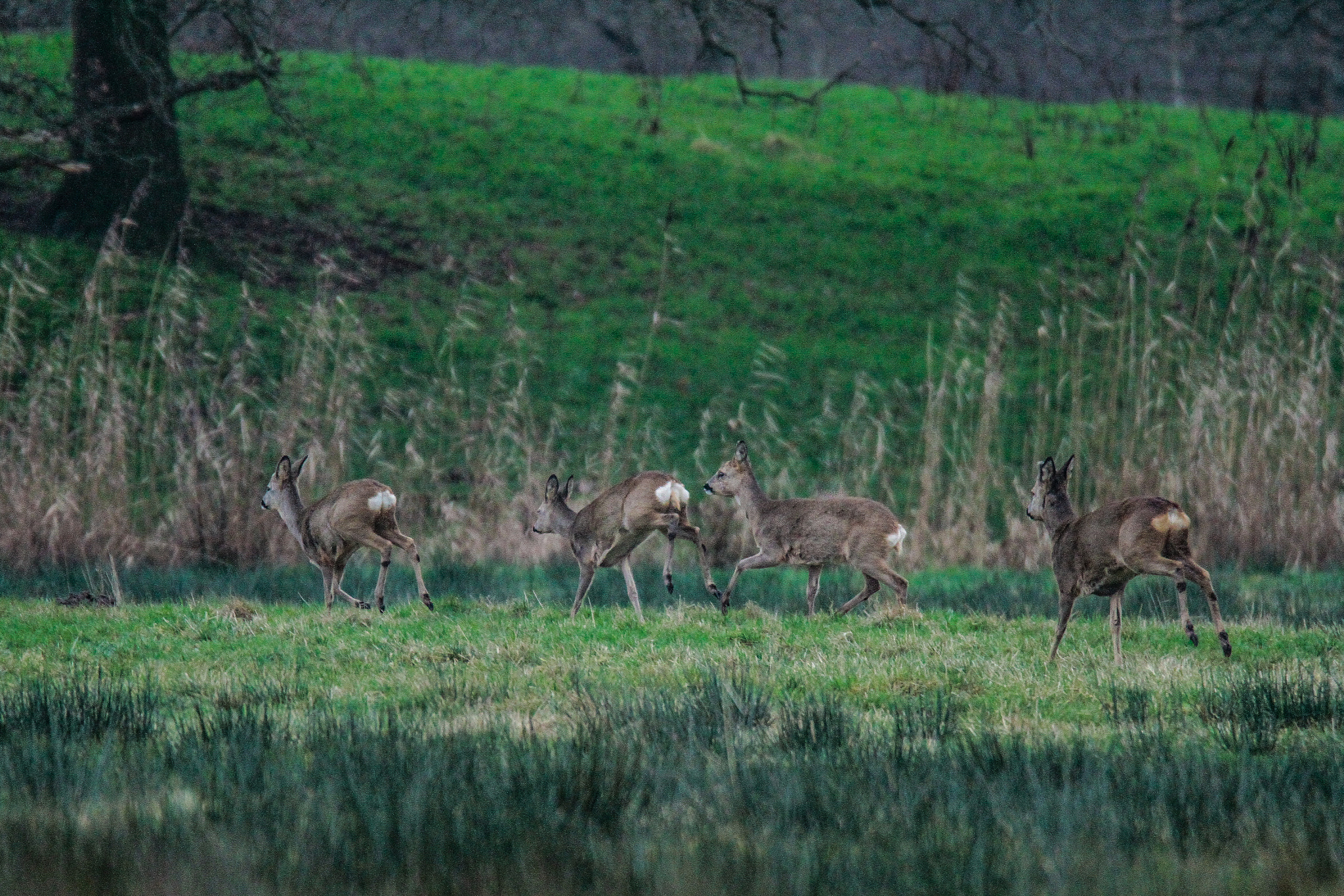 Canon EOS 7D + Tamron SP 150-600mm F5-6.3 Di VC USD sample photo. Roe deers photography