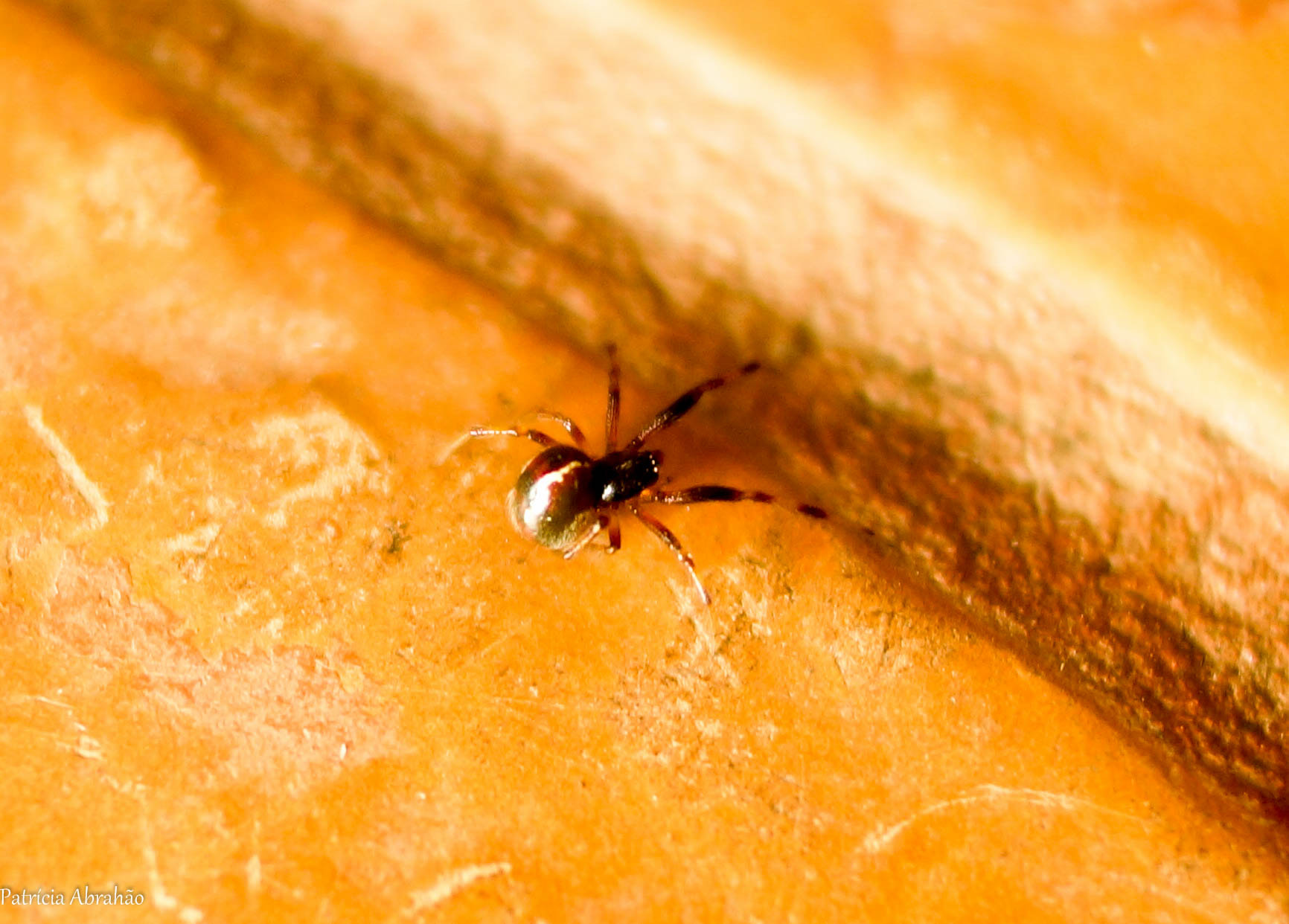 Sony DT 35mm F1.8 SAM sample photo. Mrs. spider. photography