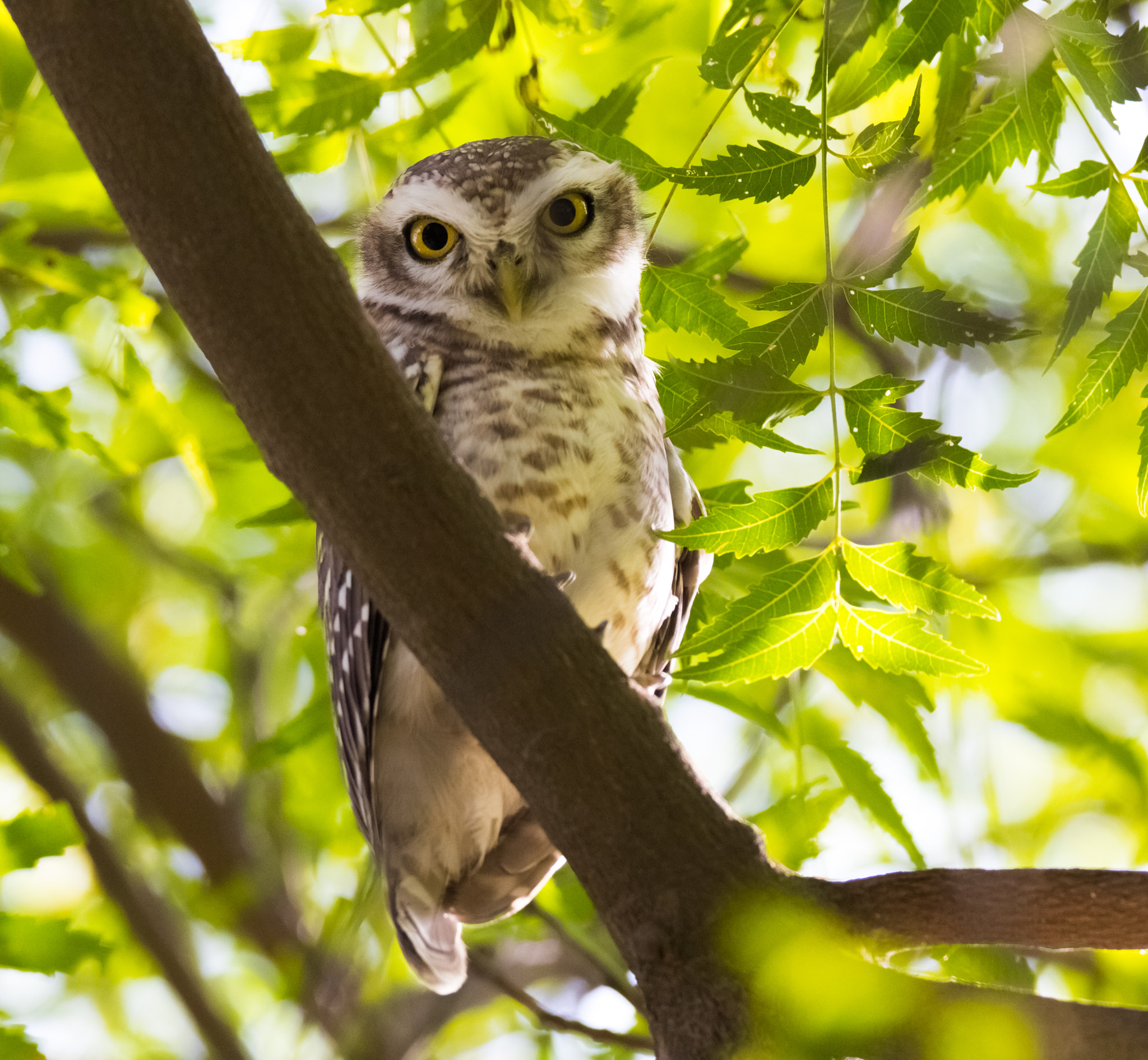 Canon EOS 7D Mark II + Tamron SP 150-600mm F5-6.3 Di VC USD sample photo. Owlet photography