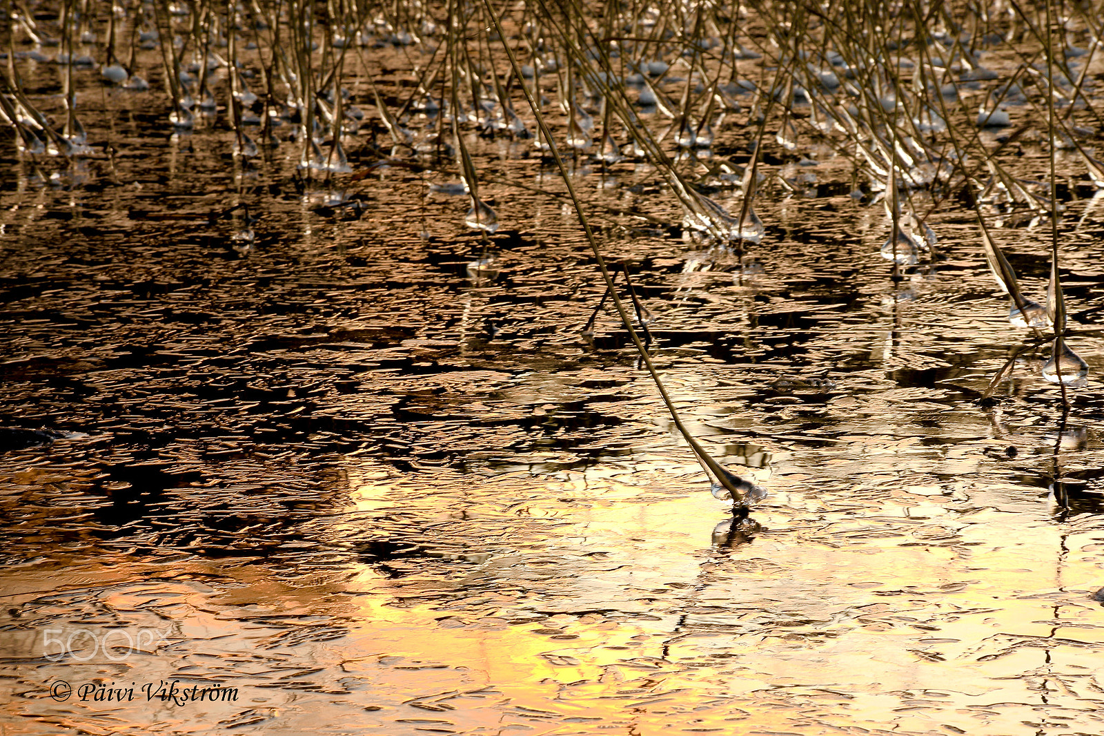 Canon EOS 6D + Sigma 50-200mm F4-5.6 DC OS HSM sample photo. Icy reeds photography