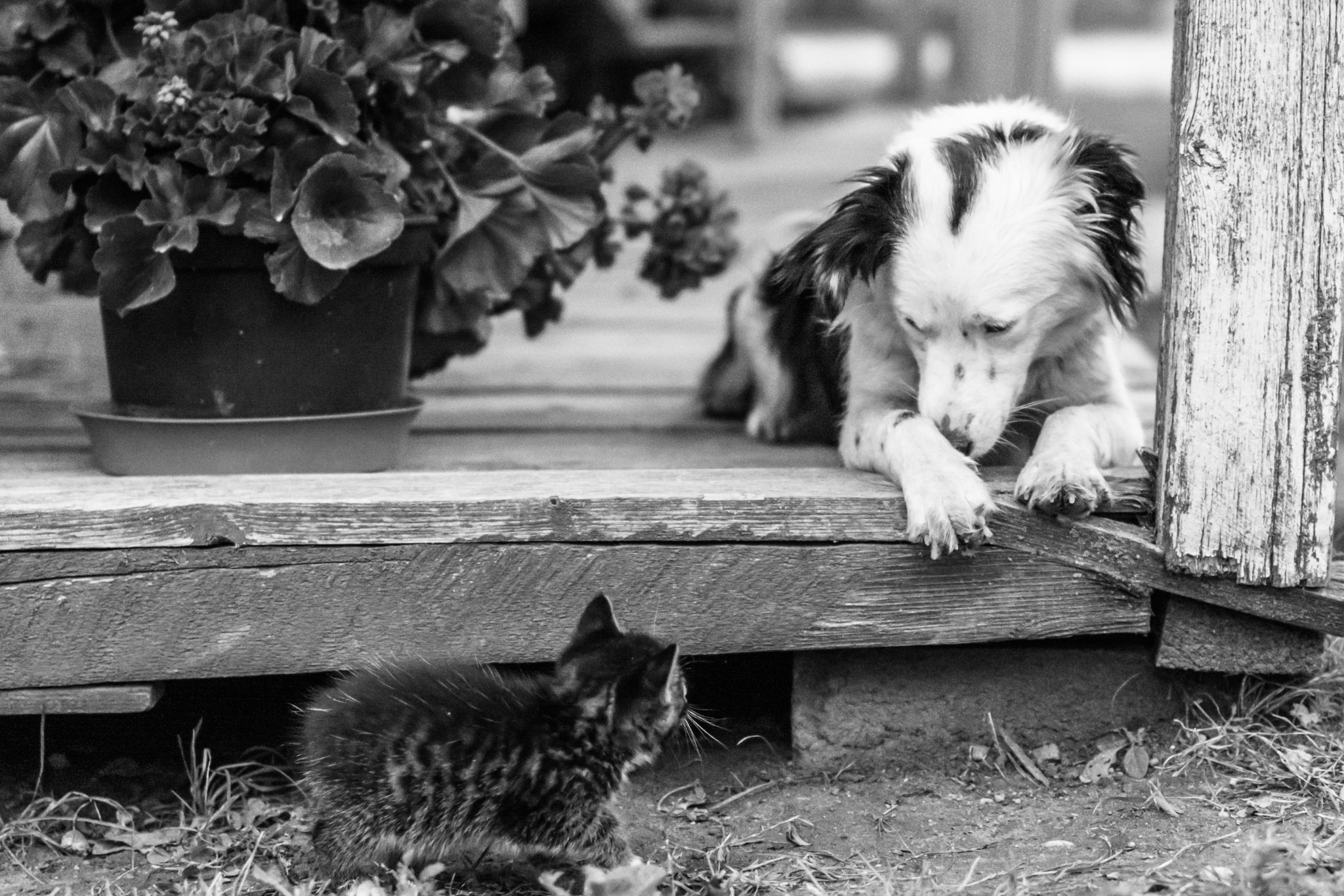 Sigma 50mm F1.4 EX DG HSM sample photo. Perla and her little friend photography