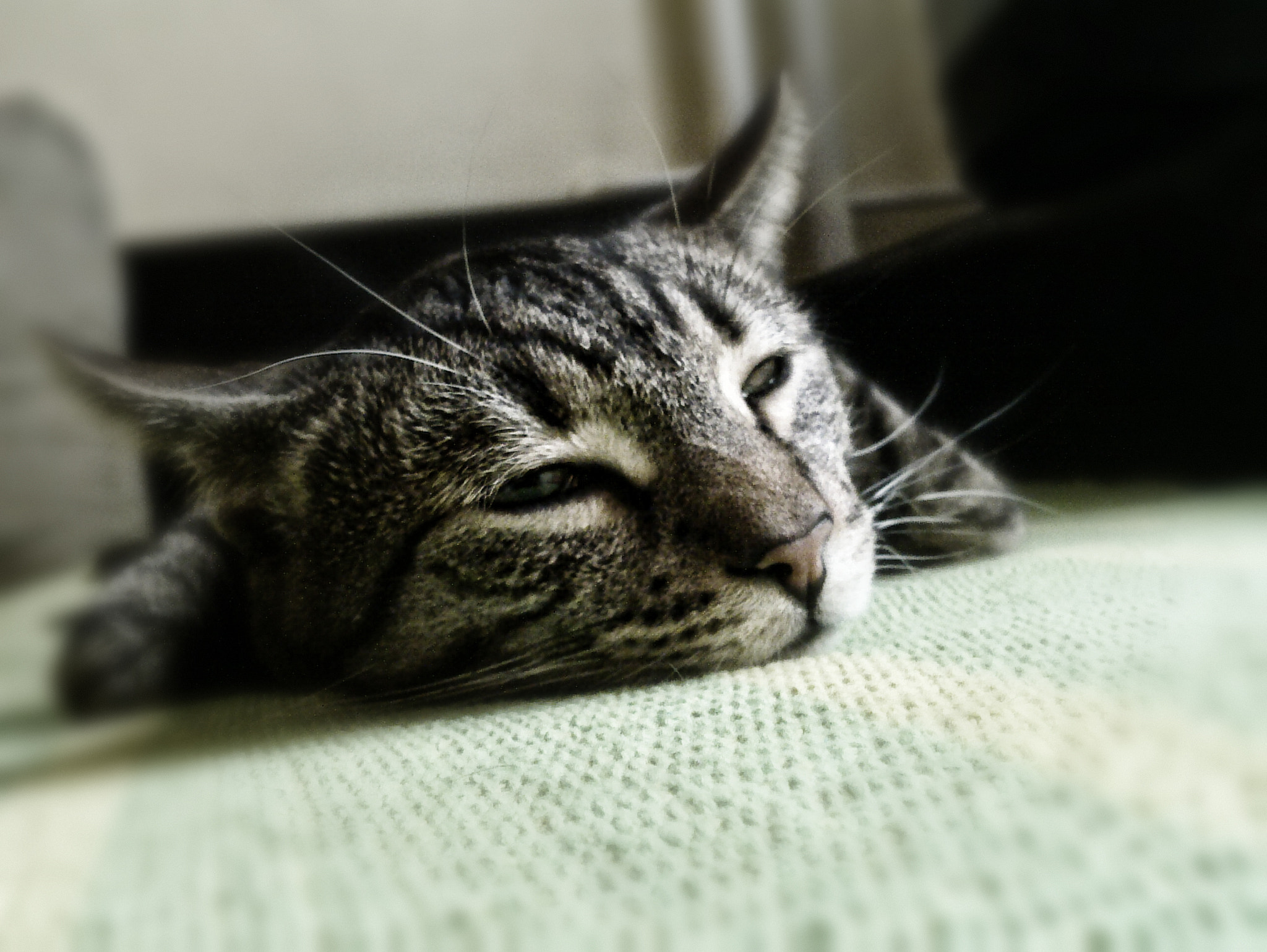 Nokia N900 sample photo. Simba the cat photography