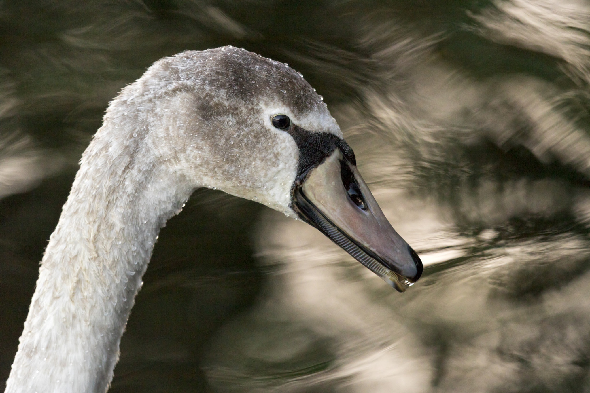 Canon EF 500mm F4L IS II USM sample photo. The cygnet photography