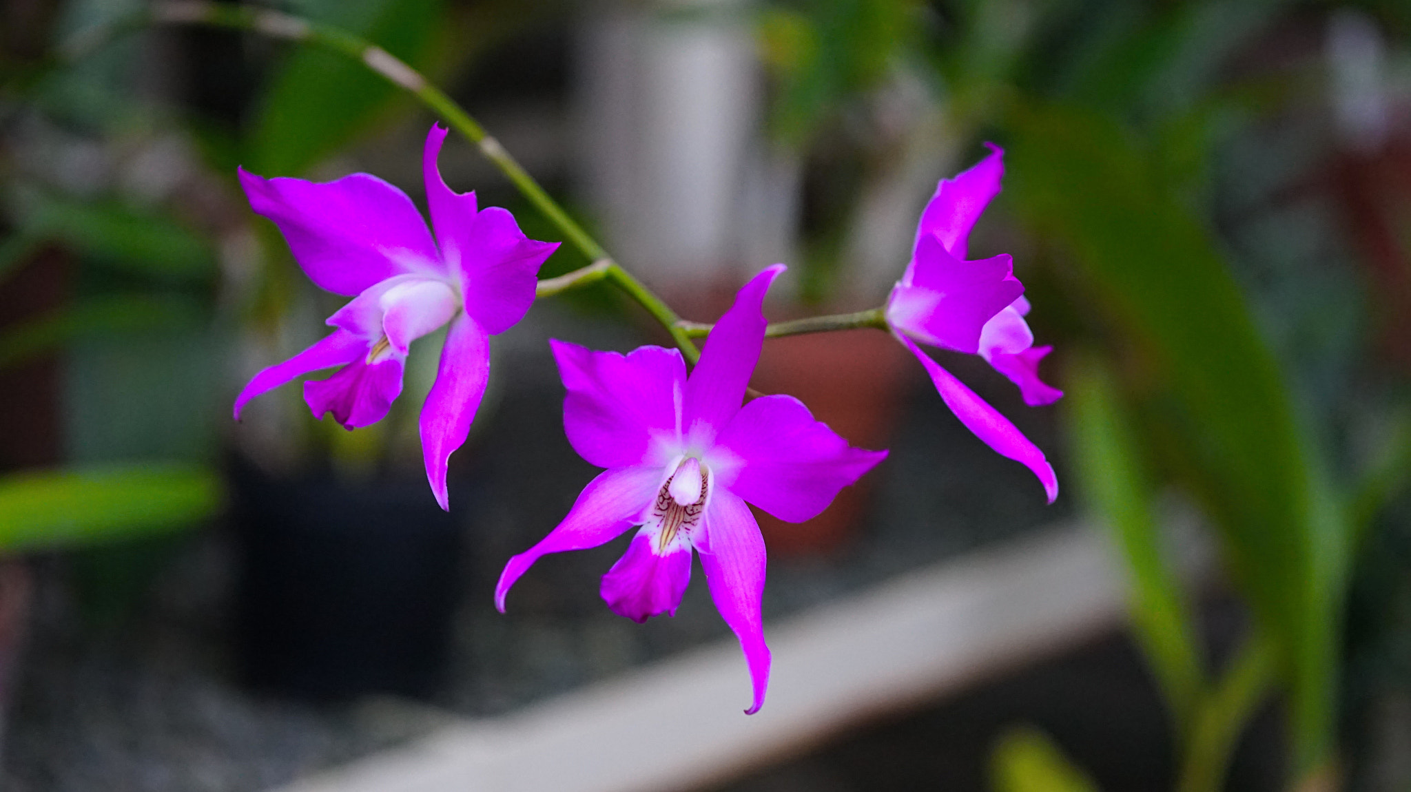 Sigma 60mm F2.8 DN Art sample photo. Orchid photography