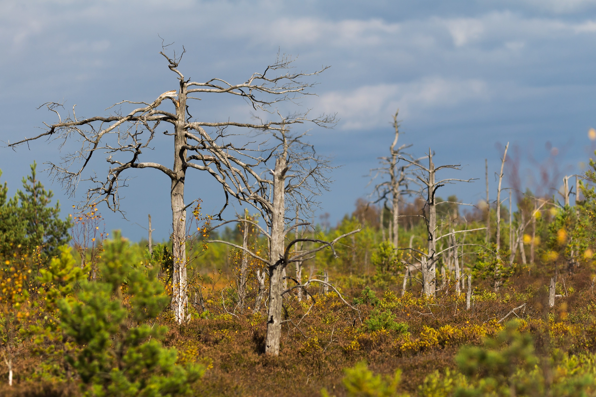 Sigma APO Macro 150mm f/2.8 EX DG HSM sample photo. Eesti raba / estonian bog photography