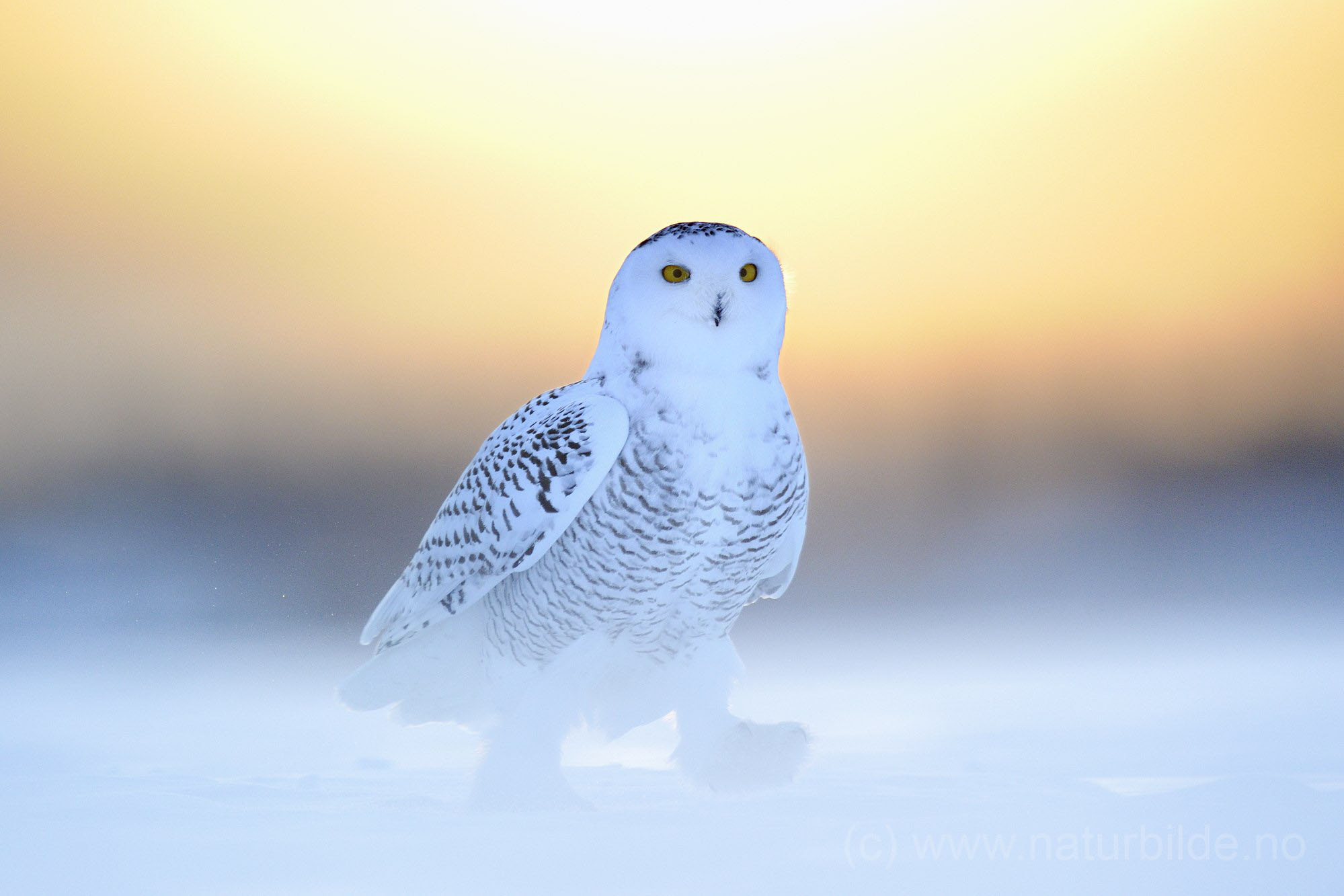 Nikon AF-S Nikkor 600mm F4D ED-IF II sample photo. Walking owl photography