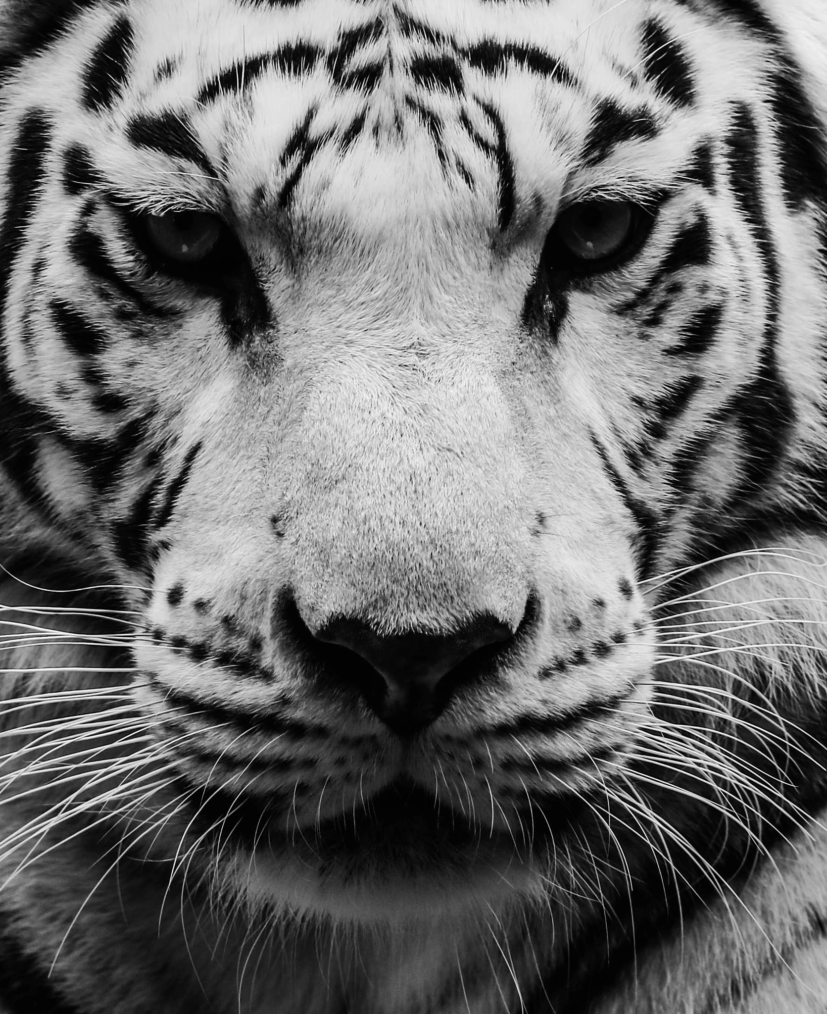 Canon EF 400mm F2.8L IS II USM sample photo. White tiger photography