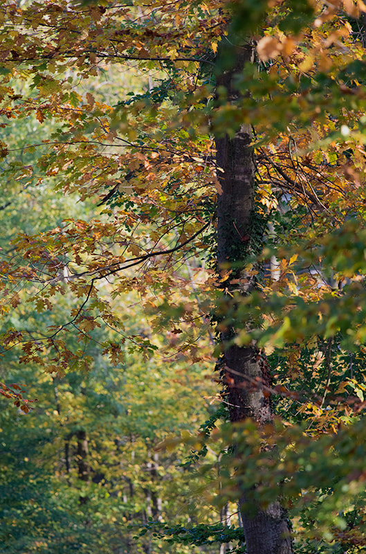 Nikon AF-S Nikkor 300mm F2.8G ED-IF VR sample photo. Autumn tree photography