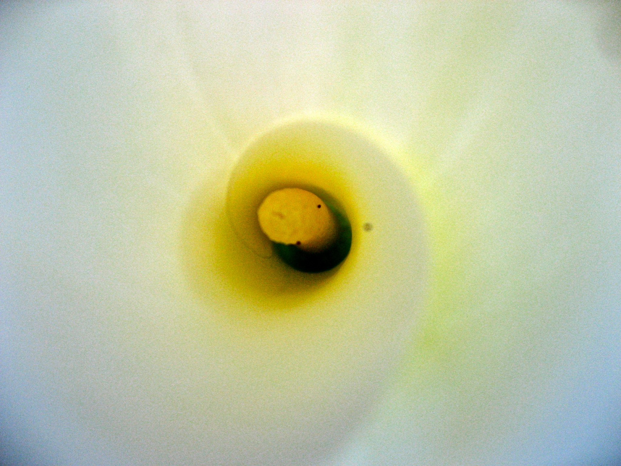 Canon POWERSHOT SD700 IS sample photo. Lost in swirls of calla lily photography