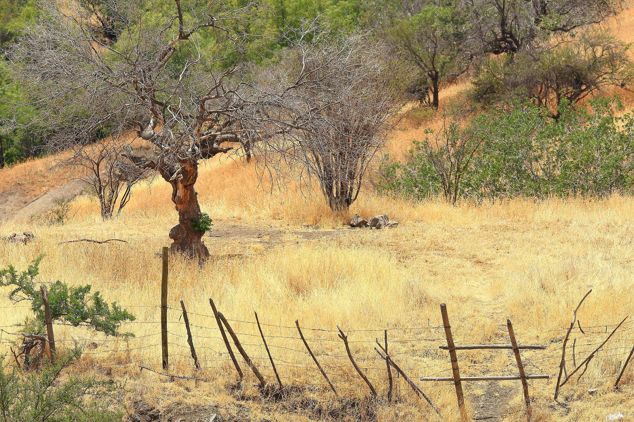 Sigma 150-500mm F5-6.3 DG OS HSM sample photo. Cuesta chacabuco photography