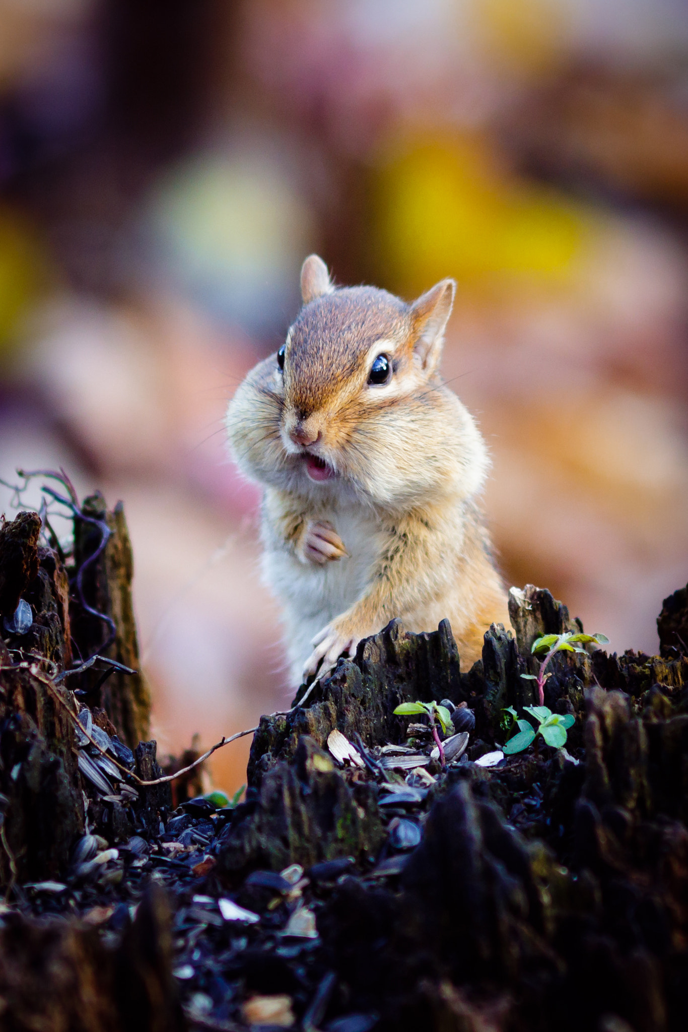 Canon EOS 7D Mark II + Canon EF 135mm F2L USM sample photo. Chipmunk shock photography