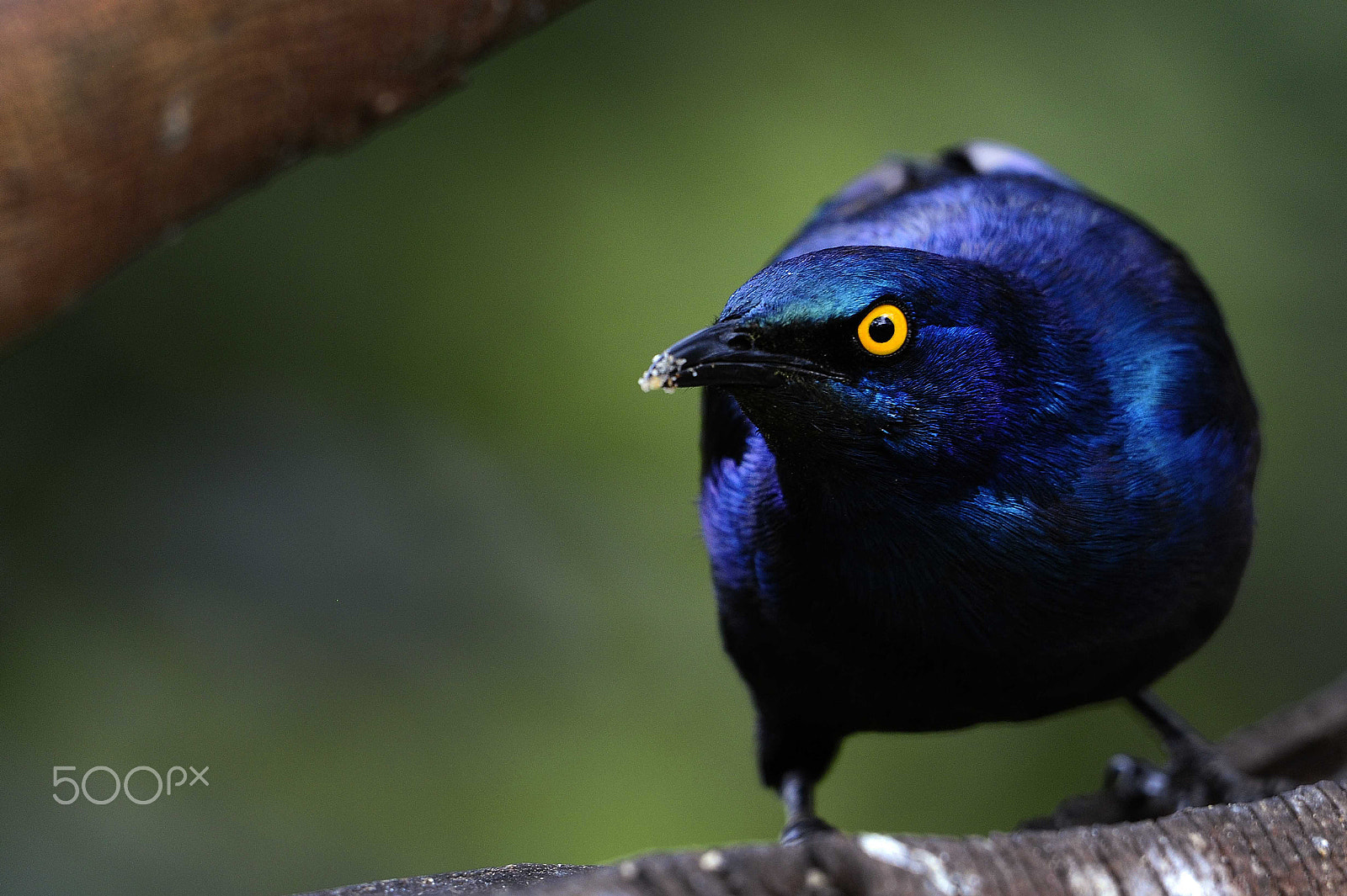 Nikon AF-S Nikkor 600mm F4G ED VR sample photo. Starling in kenya photography