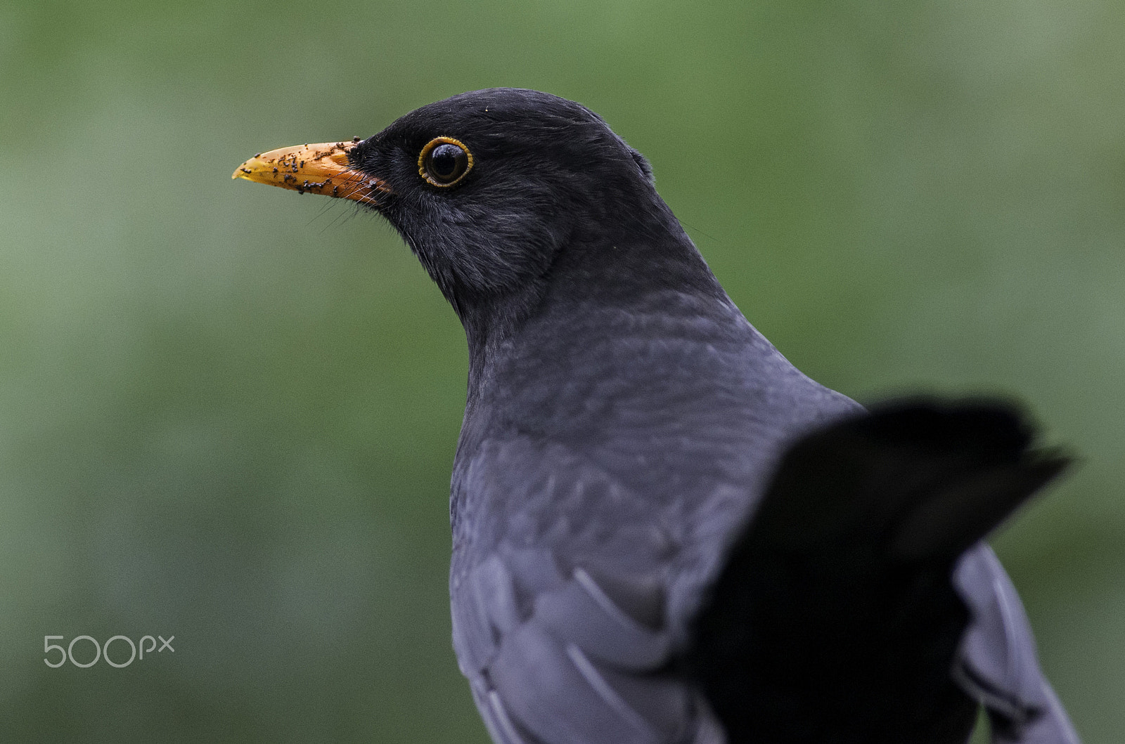 Pentax K-5 IIs sample photo. Amsel photography