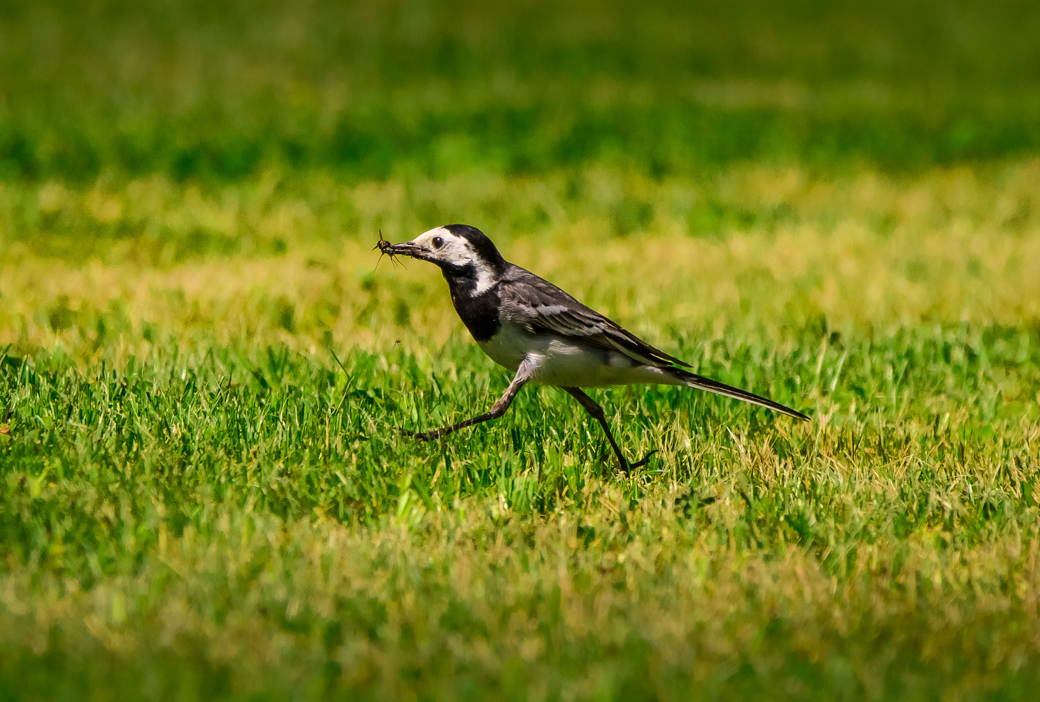Canon EF 70-200mm F2.8L IS II USM sample photo. Wagtail lunchtime photography