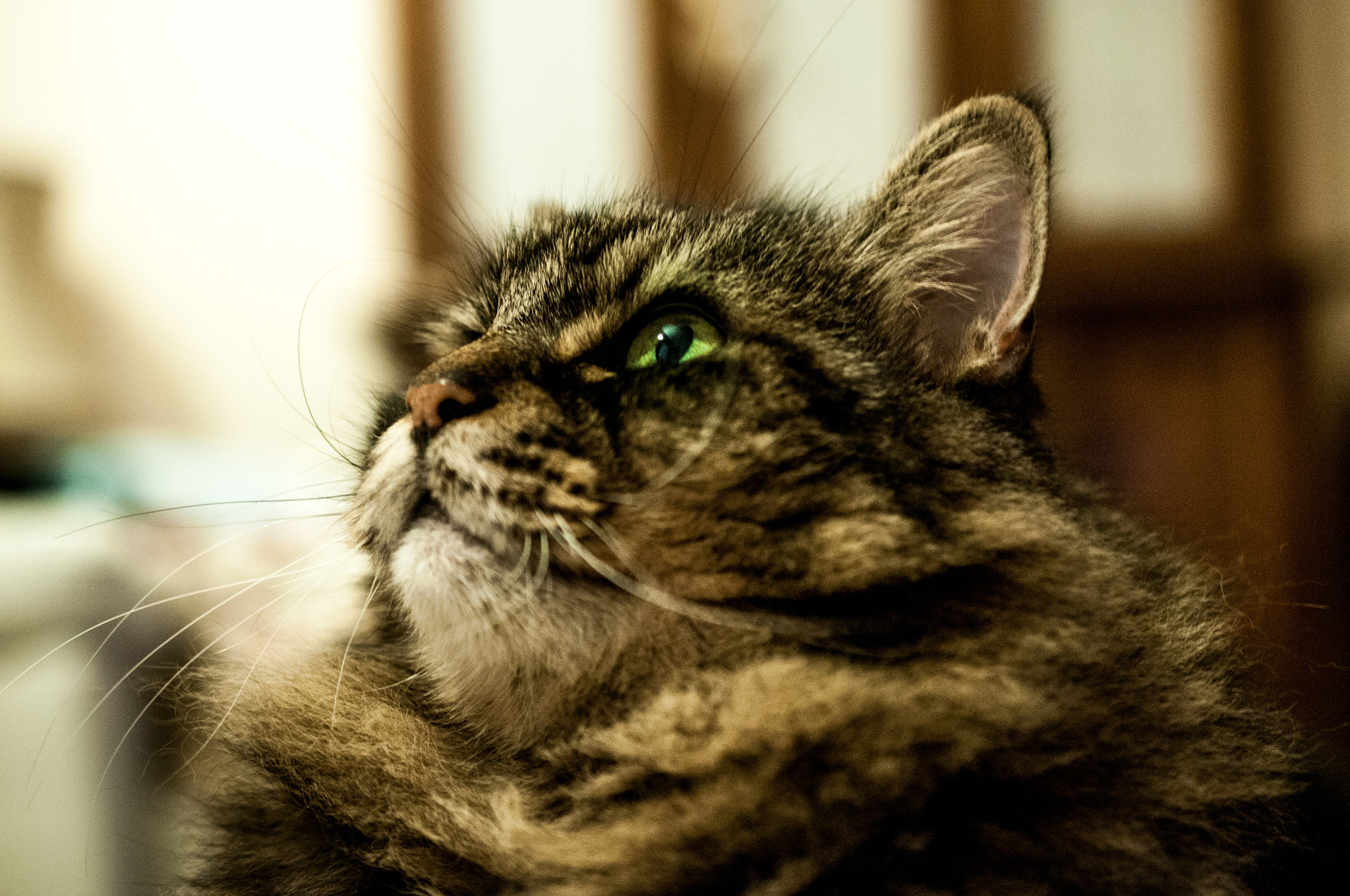 Nikon AF-S DX Micro Nikkor 40mm F2.8 sample photo. Maleficent photography