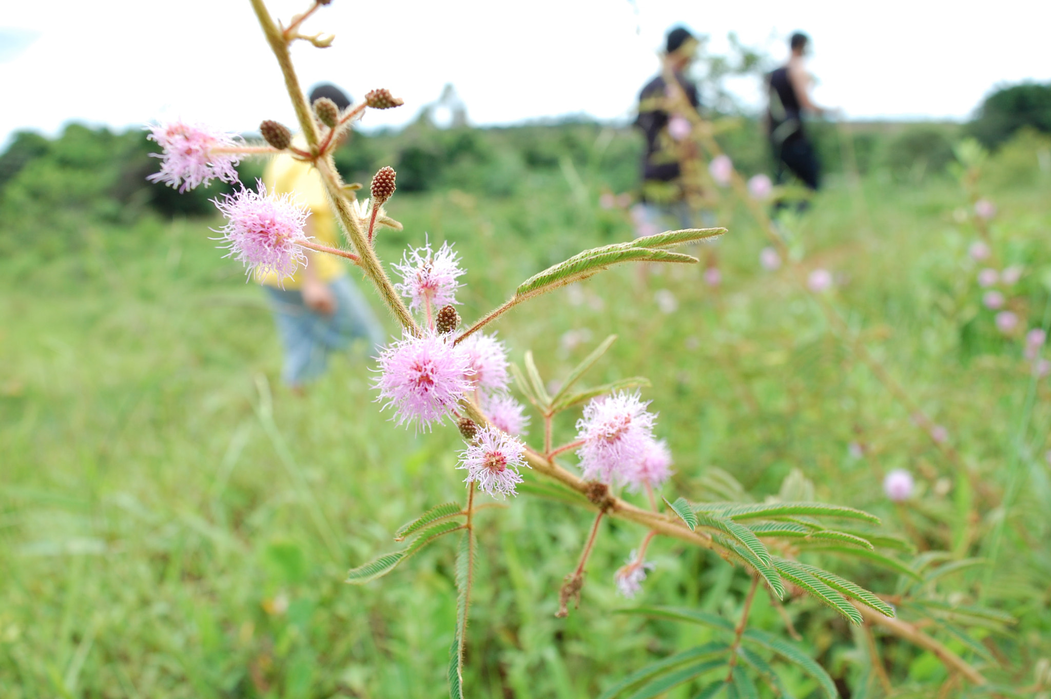 Nikon D40 sample photo. Walkin' on flowers fields photography