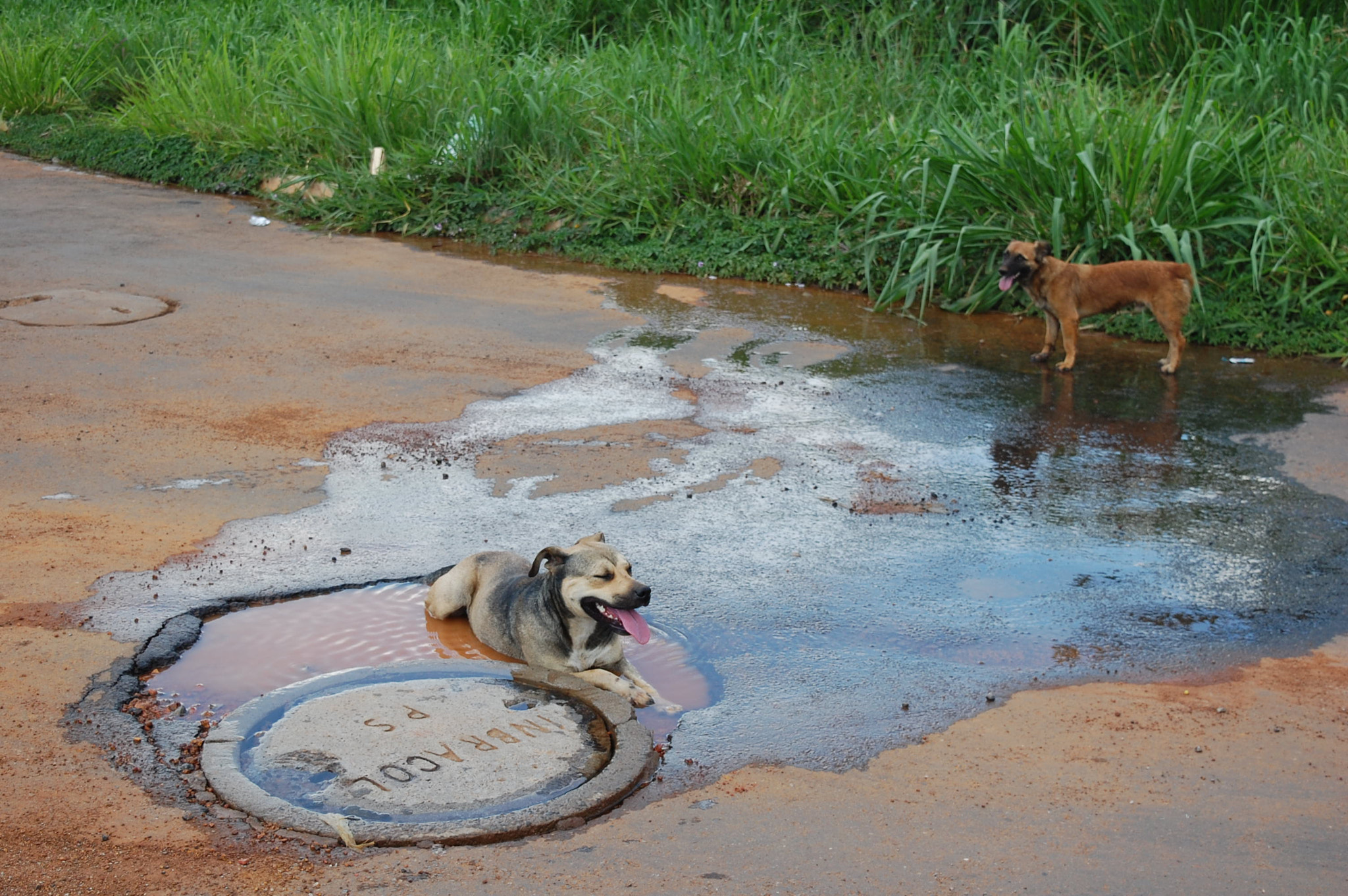 Nikon D40 sample photo. Dogs photography
