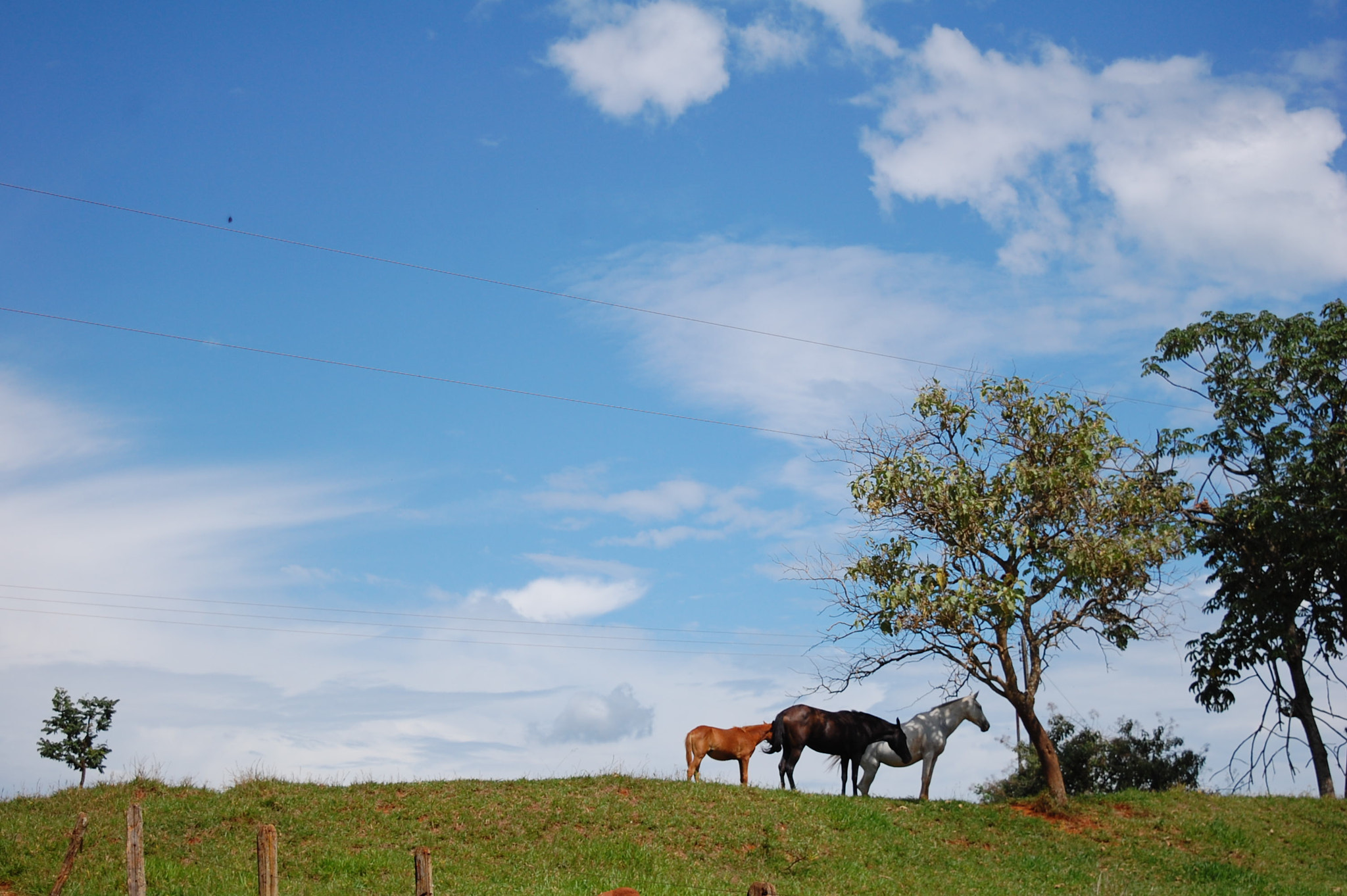 Nikon D40 sample photo. Horses photography
