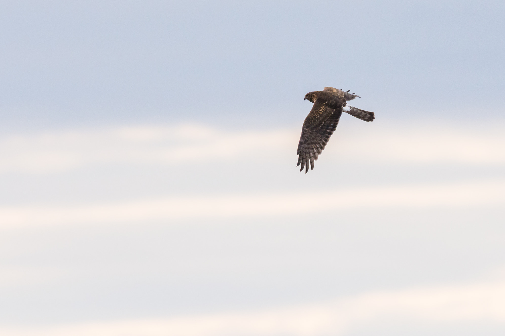 AF-S Nikkor 300mm f/2.8D IF-ED II sample photo. Northern harrier photography