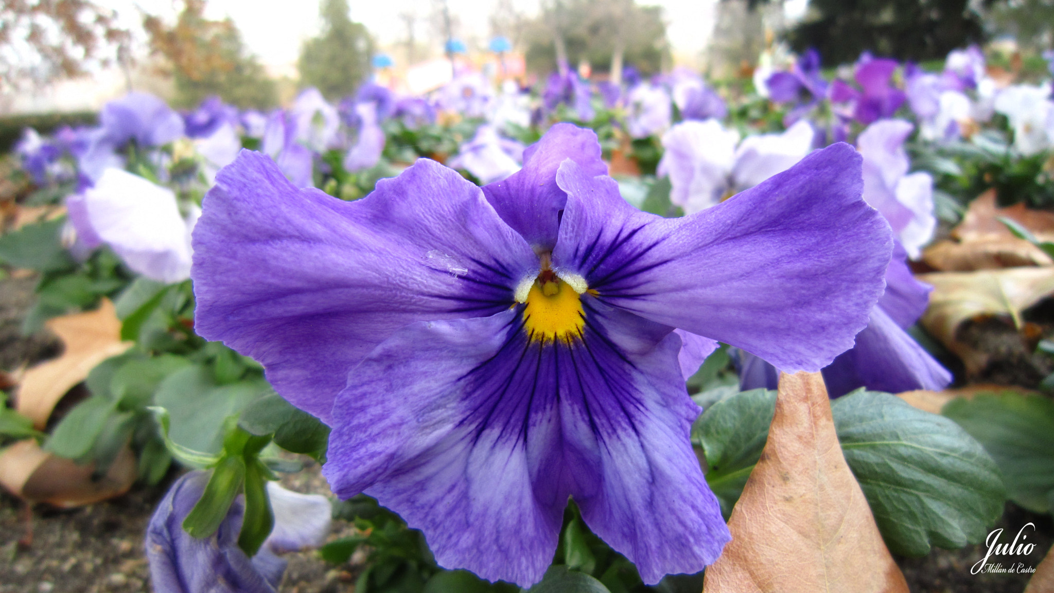 Canon PowerShot SD3500 IS (IXUS 210 / IXY 10S) sample photo. Pensamiento morado photography